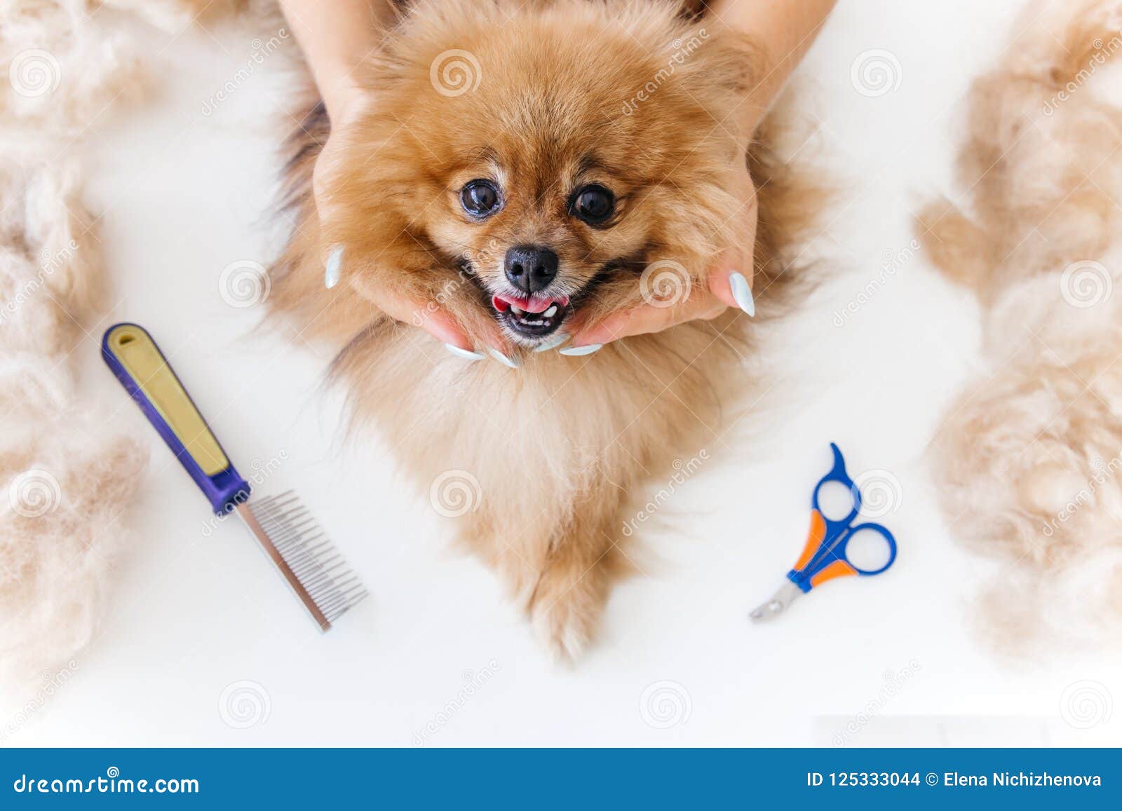 A Portrait Of A Professional Dog Hairdresser Grooming A Dog Stock