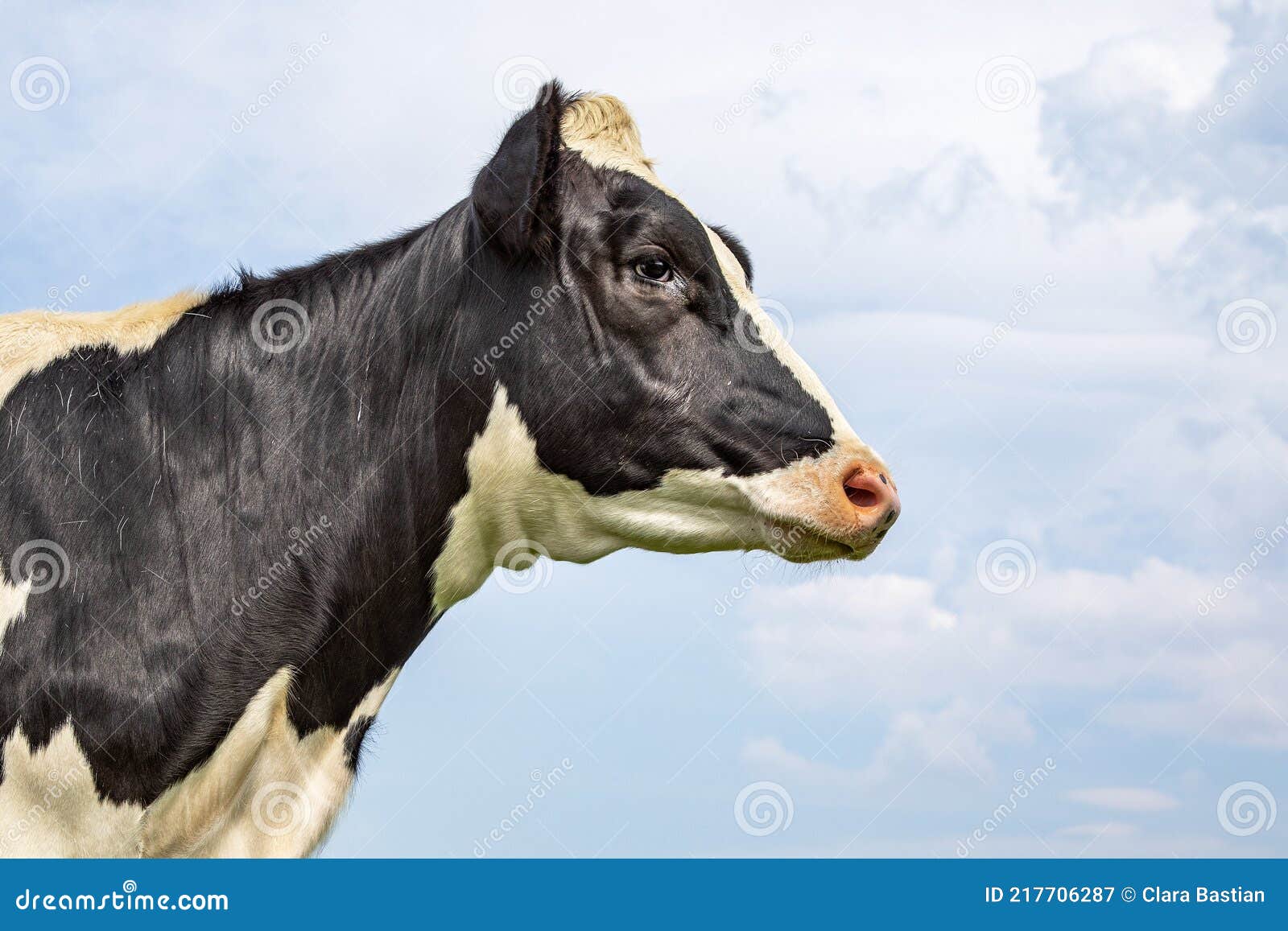 portrait profil of a calm mature cow head and a blue sky background