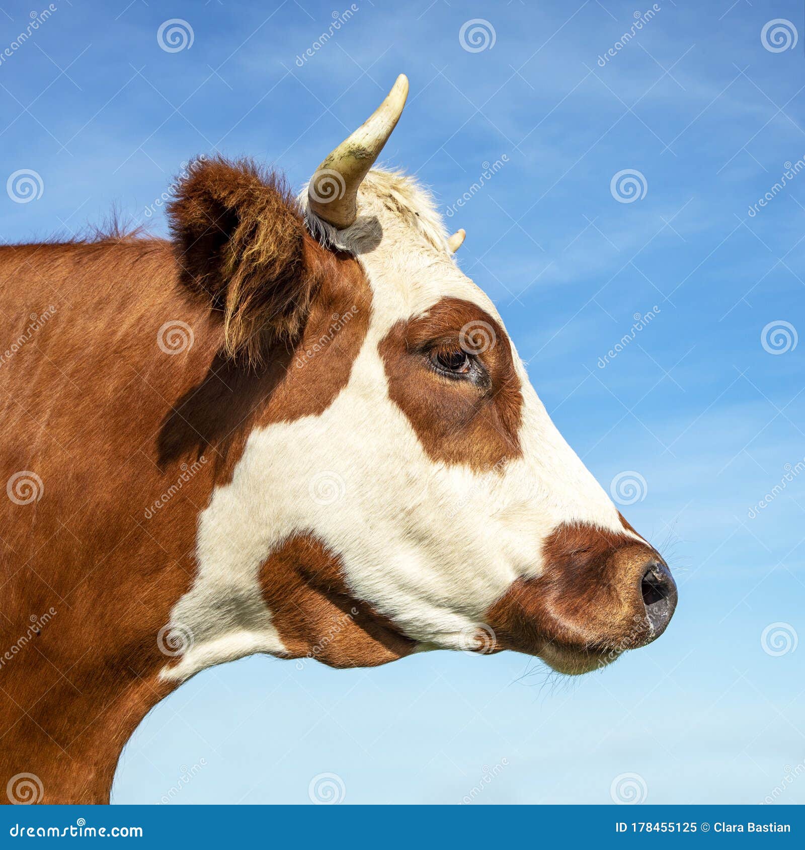 portrait profil of a cow head with horns, eye patch, breed of cattle called: blaarkop, fleckvieh, blister head