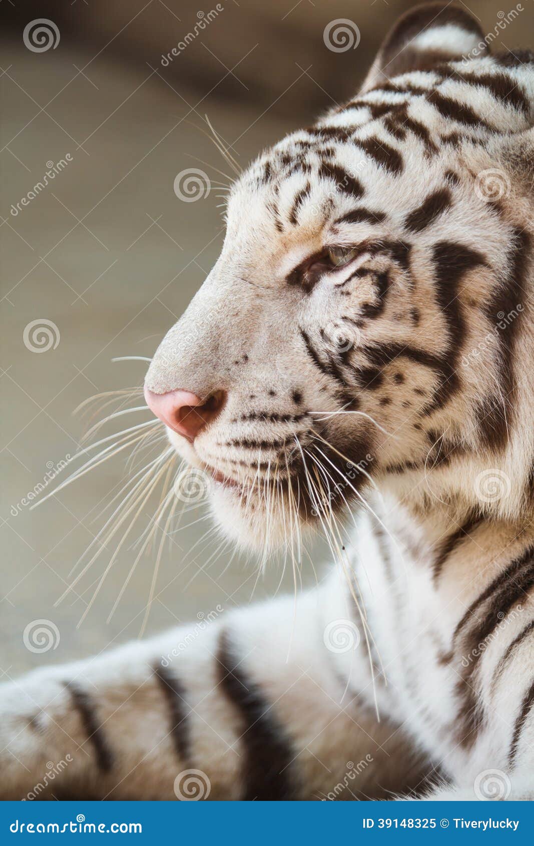 Portrait of Profile a White Tiger Stock Image Image of face, stripes