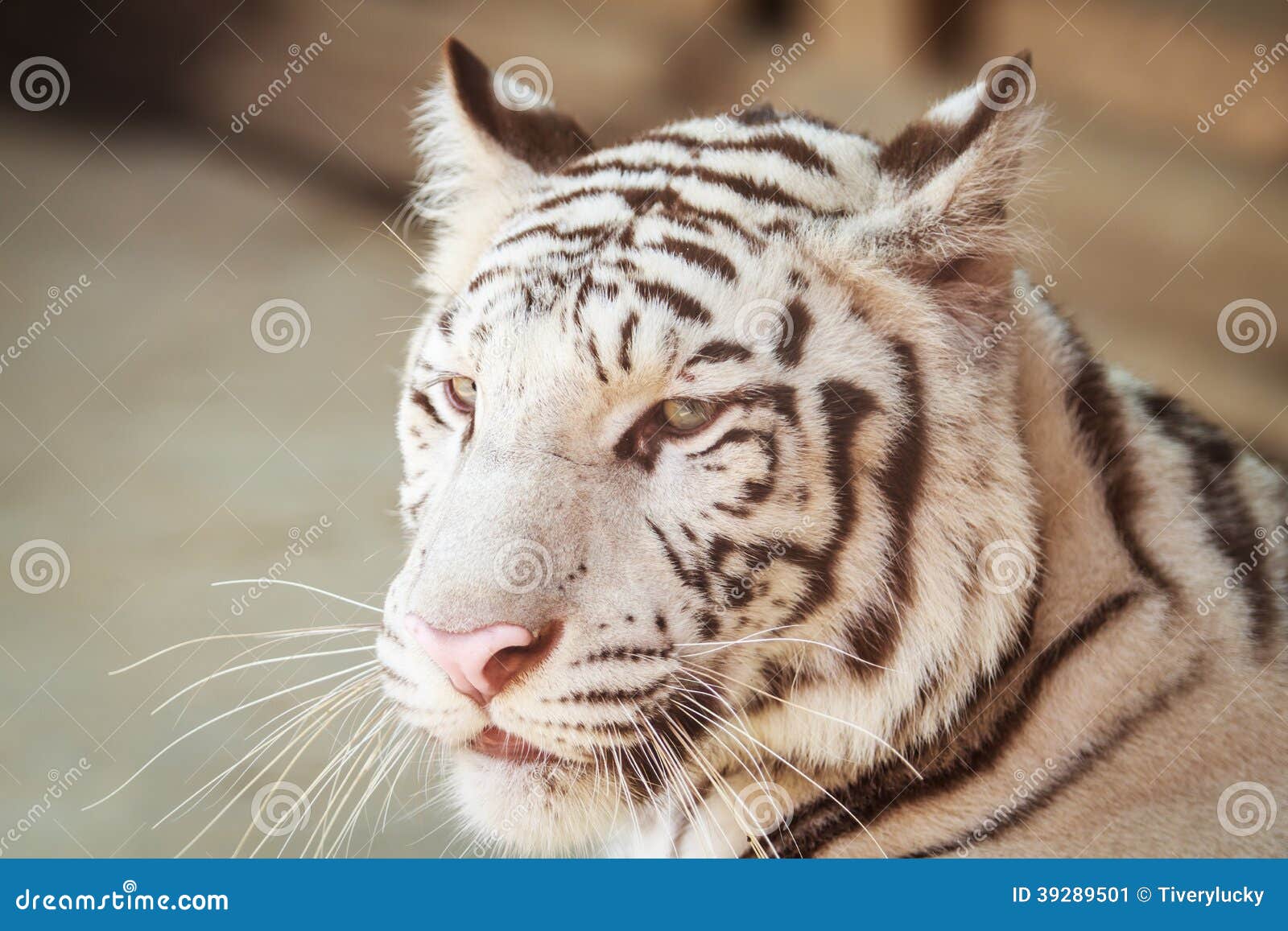 Portrait of Profile a White Tiger Stock Image Image of purebred, face