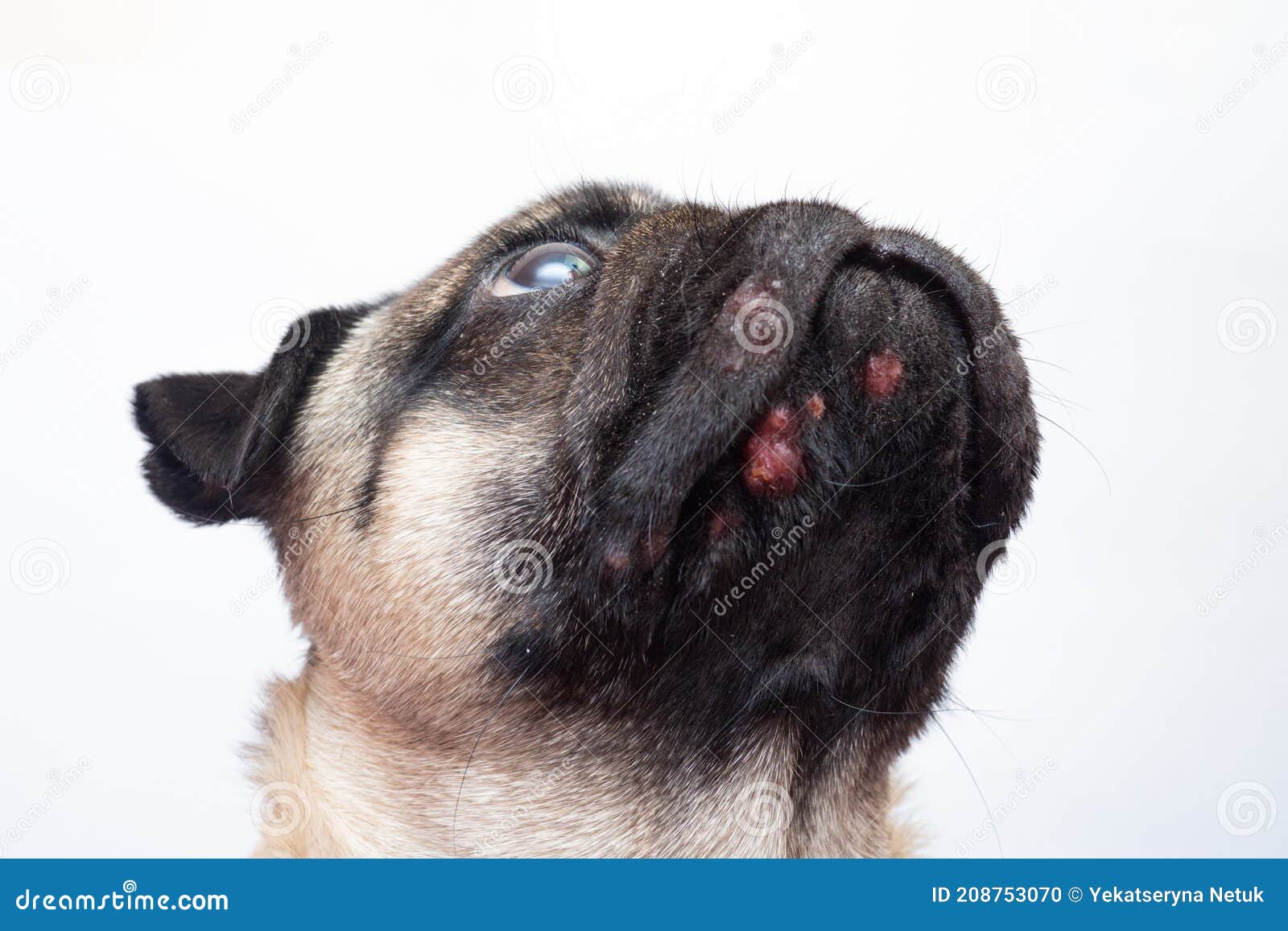 Portrait Of A Pug Dog With Red Inflamed Wounds On His Face Dog Allergy