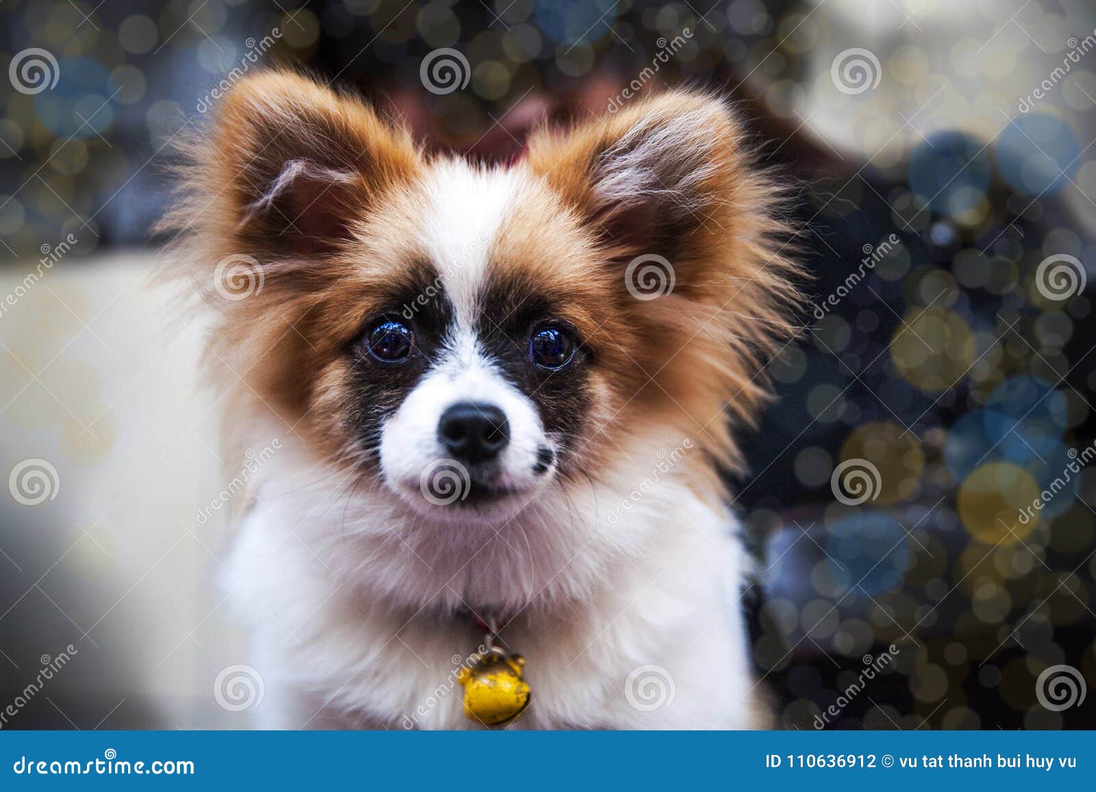 portrait of puppy dog. face of backing dog