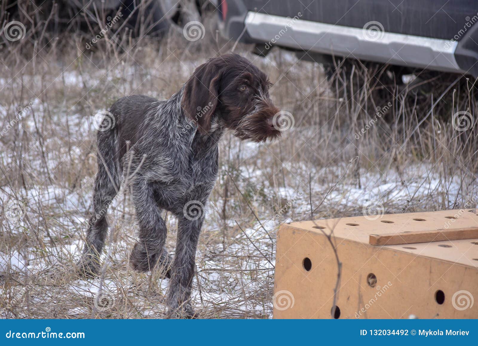 german wirehaired pointer pointing