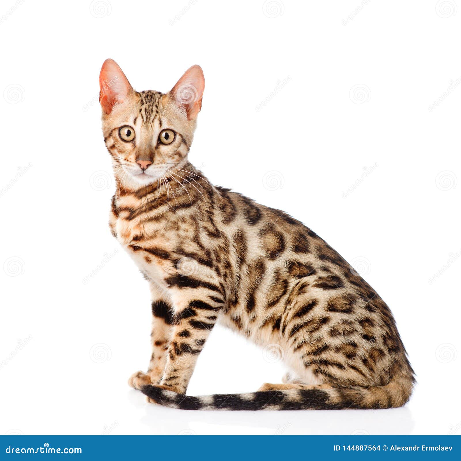 Portrait of a Purebred Bengal Cat. Isolated on White Background Stock