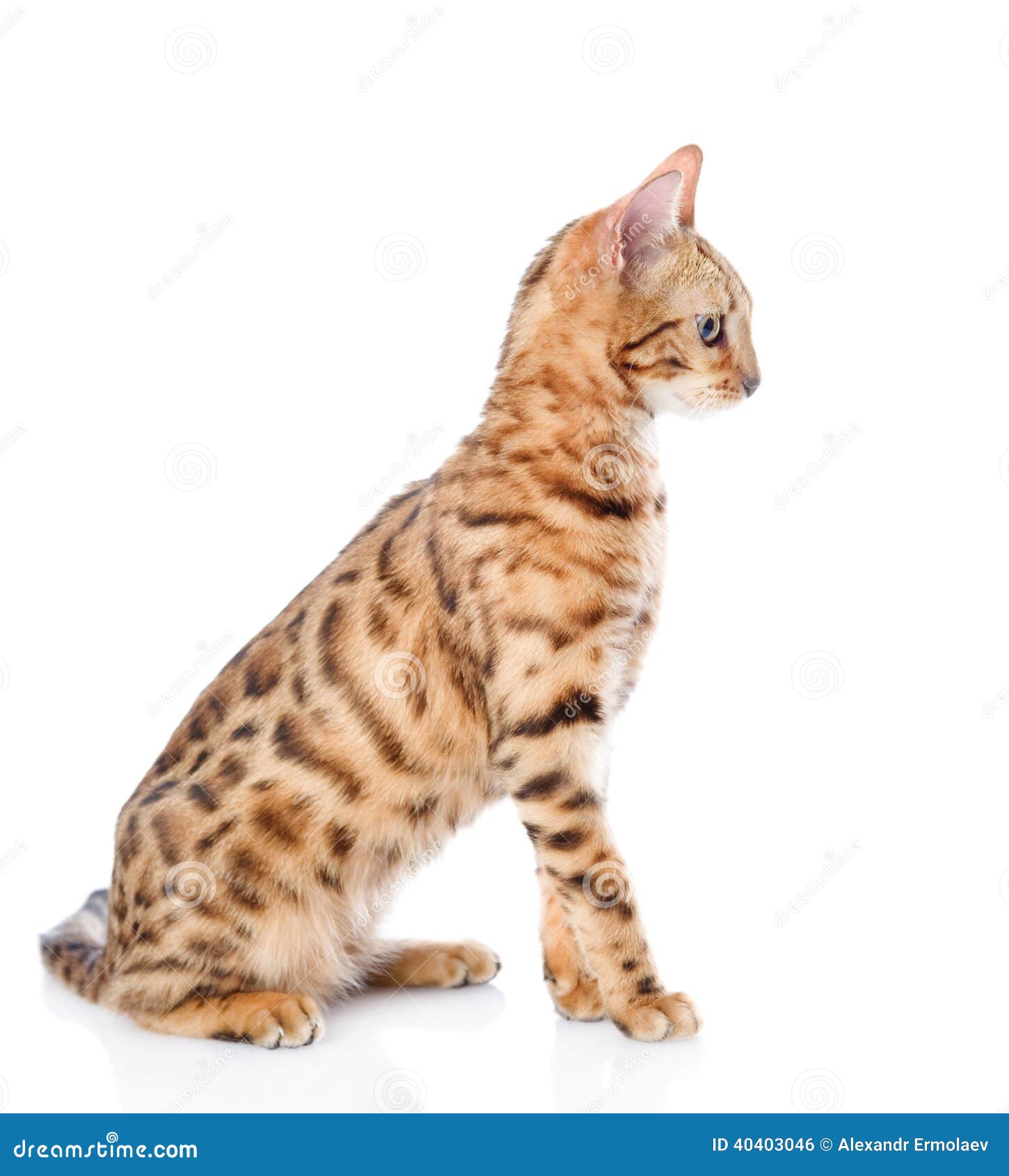 Portrait Of A Purebred Bengal Cat. Stock Photo Image of profile