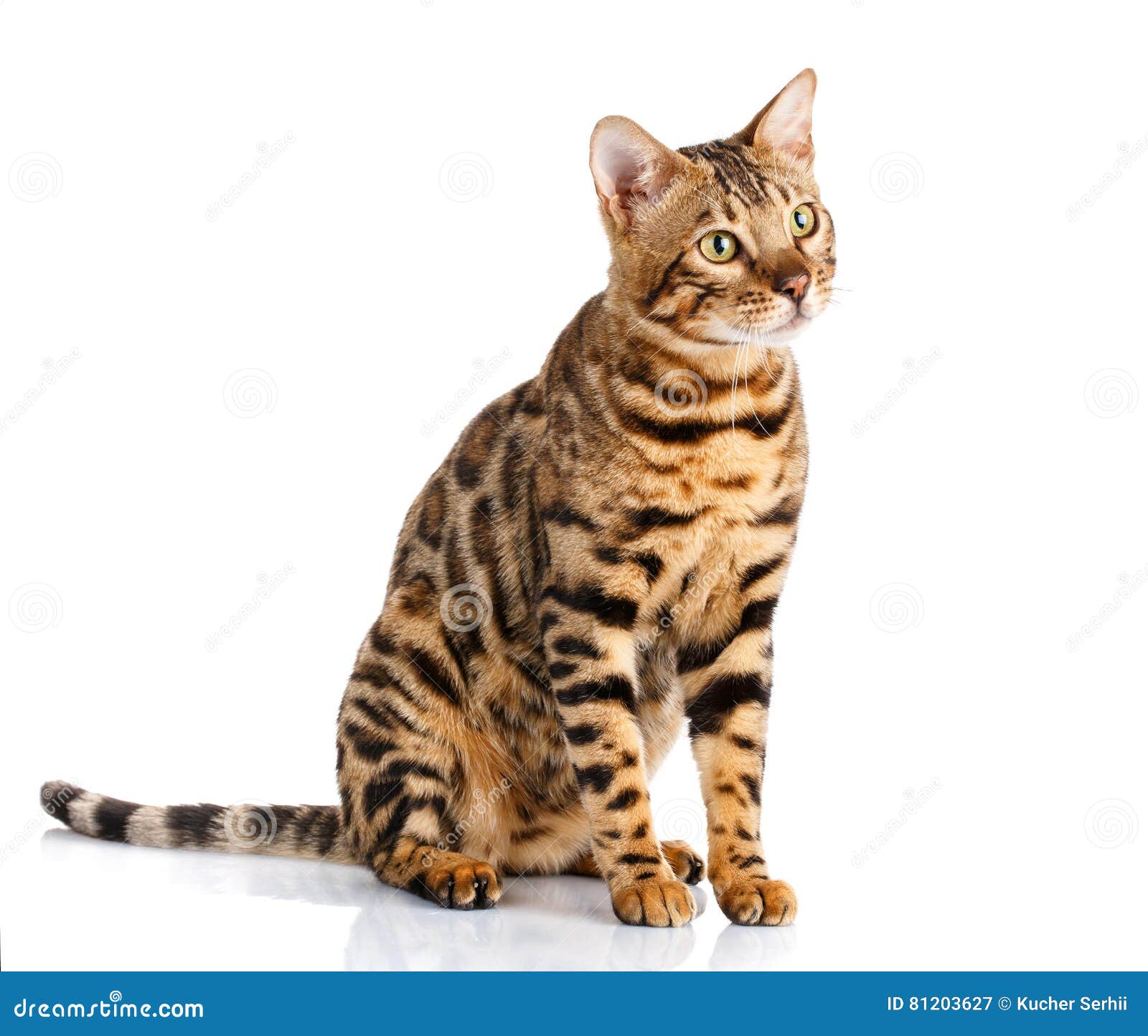 Portrait of a Purebred Bengal Cat on Stock Image Image of purebred
