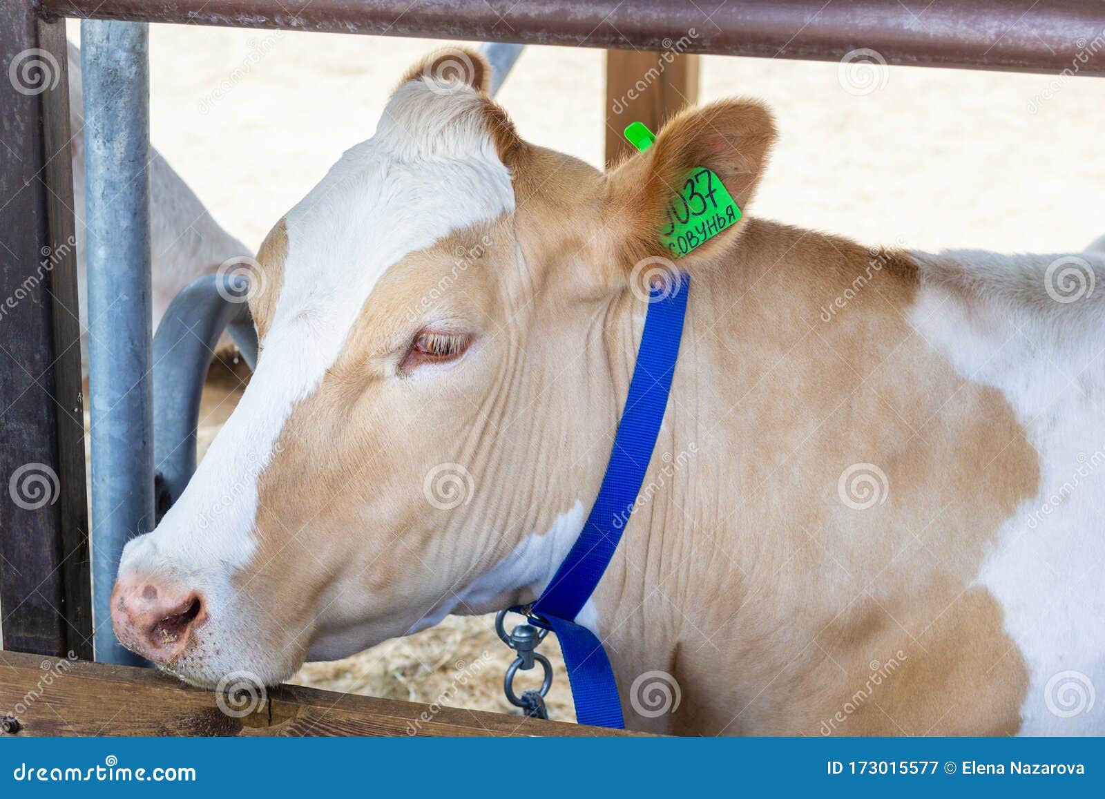 Portrait of Purebred White Beige Cow with White Eyelashes. Modern ...