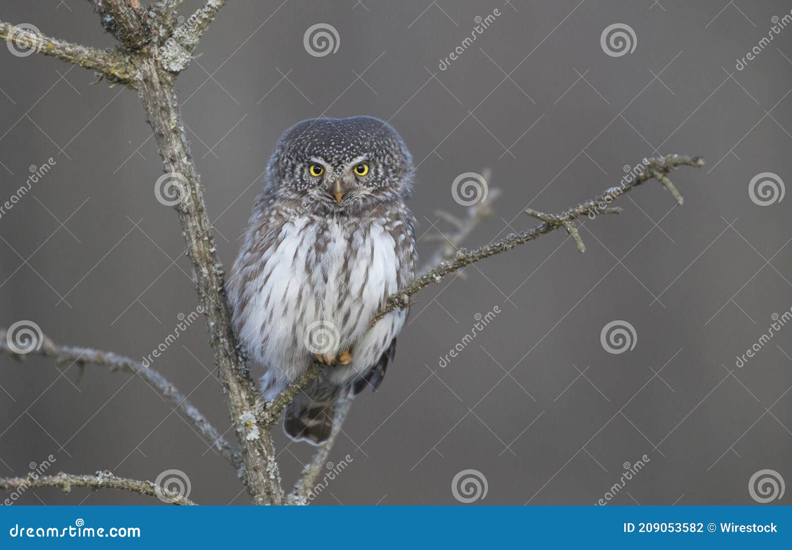 portrait of the pygmy owl