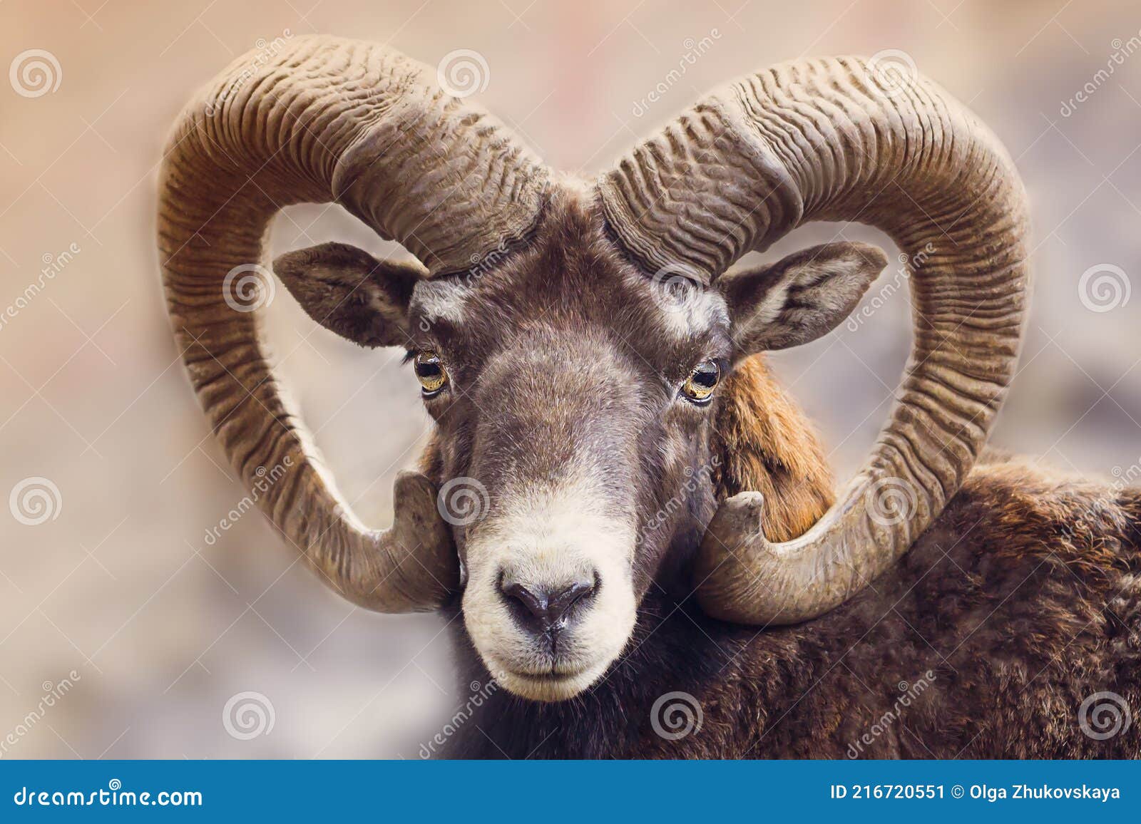 Portrait of a Ram. Animal with Horns Stock Image - Image of natural, animal: 216720551 Portrait of a Ram. Animal with Horns Stock Image - Image of natural, animal: 216720551