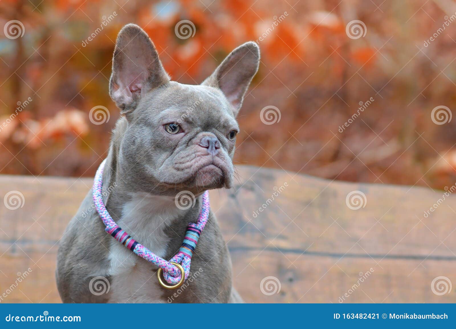 lilac brindle bulldog