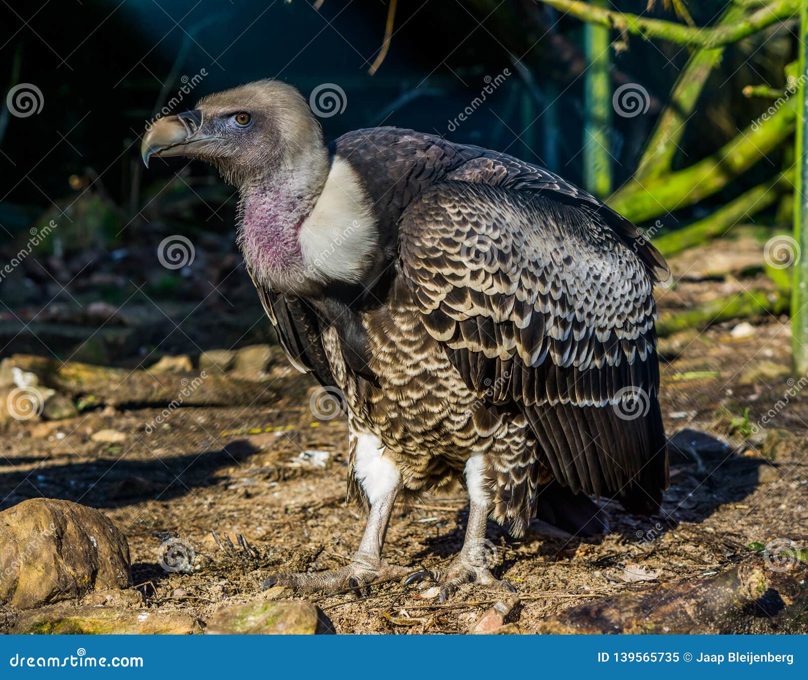 Portrait of a Rare Ruppell`s Vulture, Tropical and Critically ...