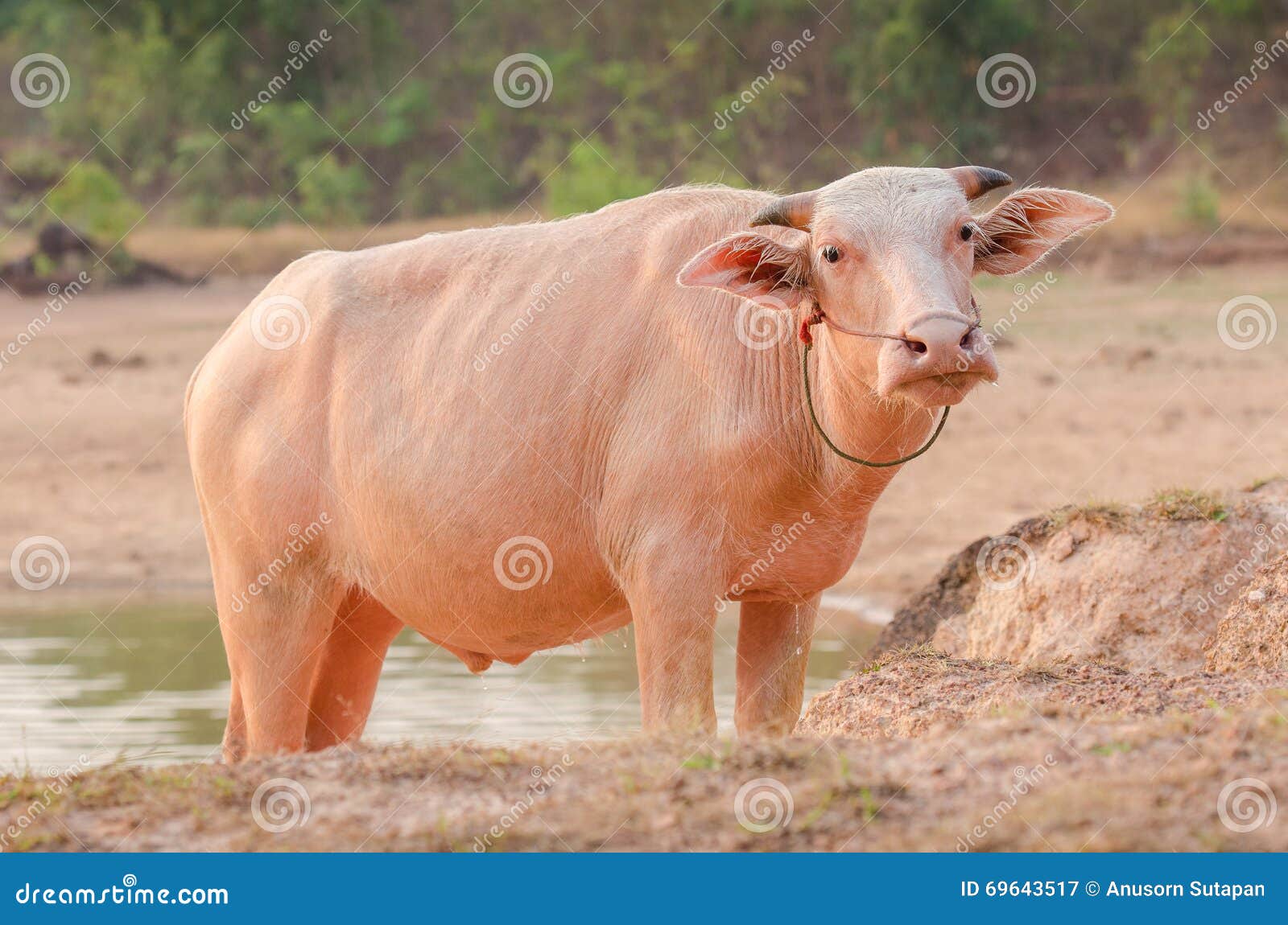 I øvrigt tidligere etikette Portrait of Rare White Asia Water Buffalo, Albino Carabao Stock Image -  Image of portrait, horn: 69643517