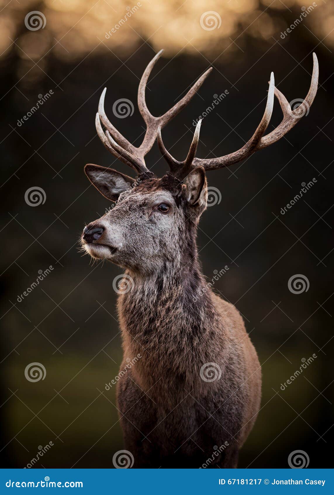 portrait of red deer stag