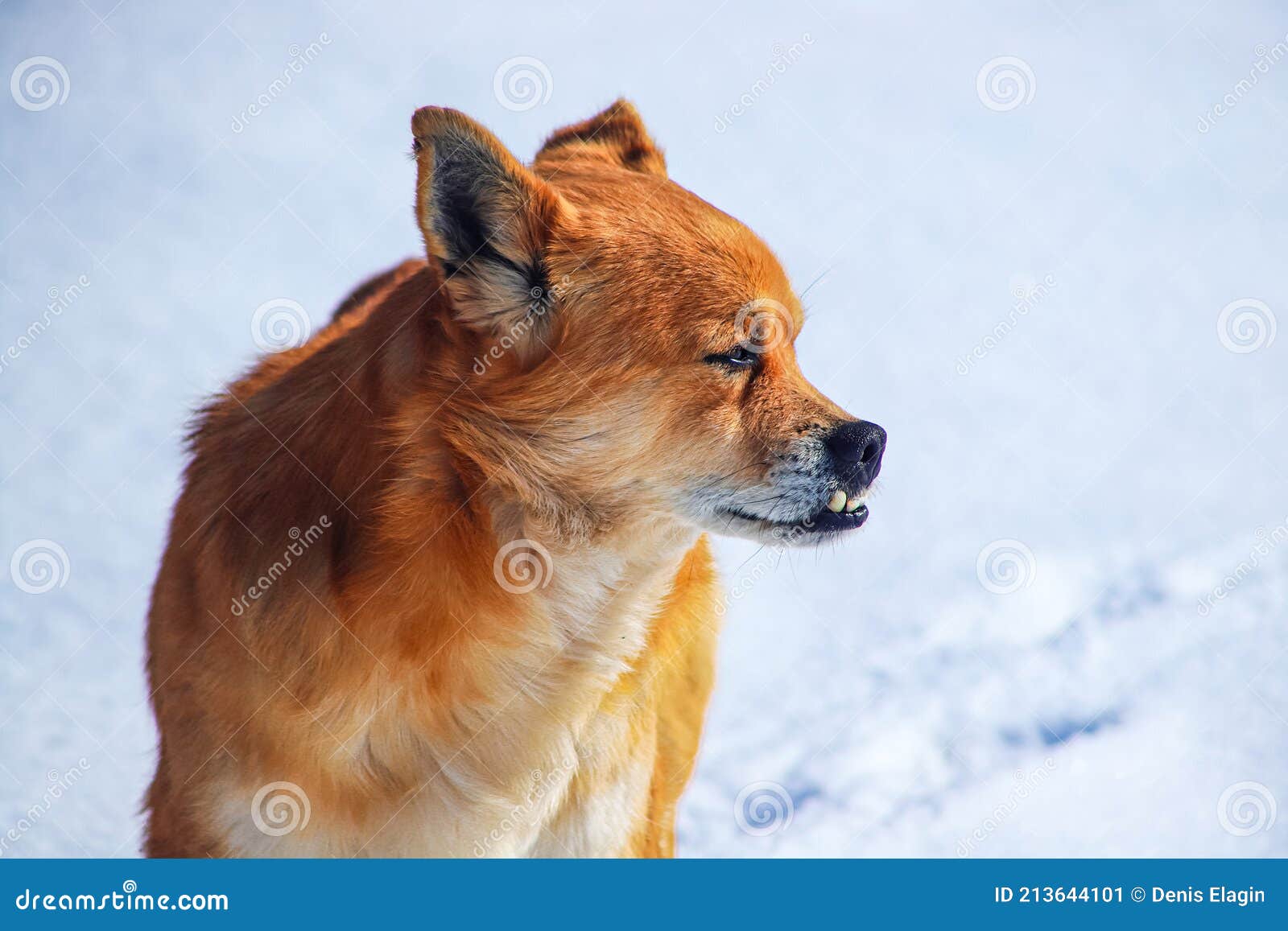 Portrait of Red Dog with Protruding Teeth Stock Image Image of