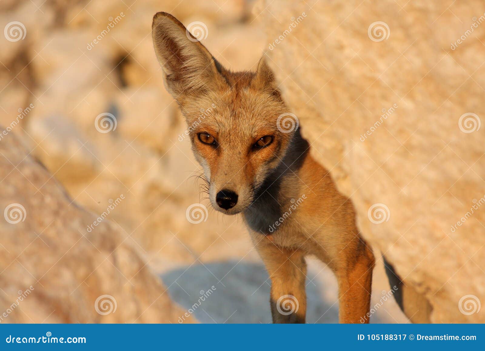Sunny fox
