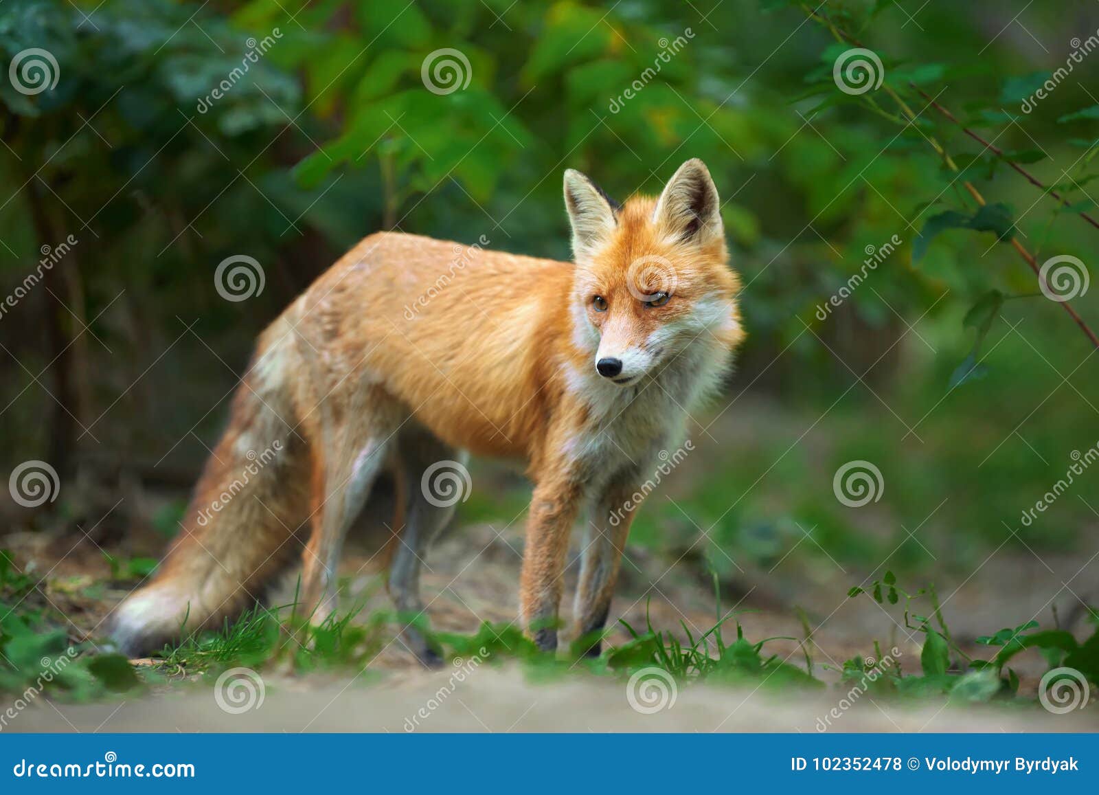 portrait of a red fox vulpes vulpes