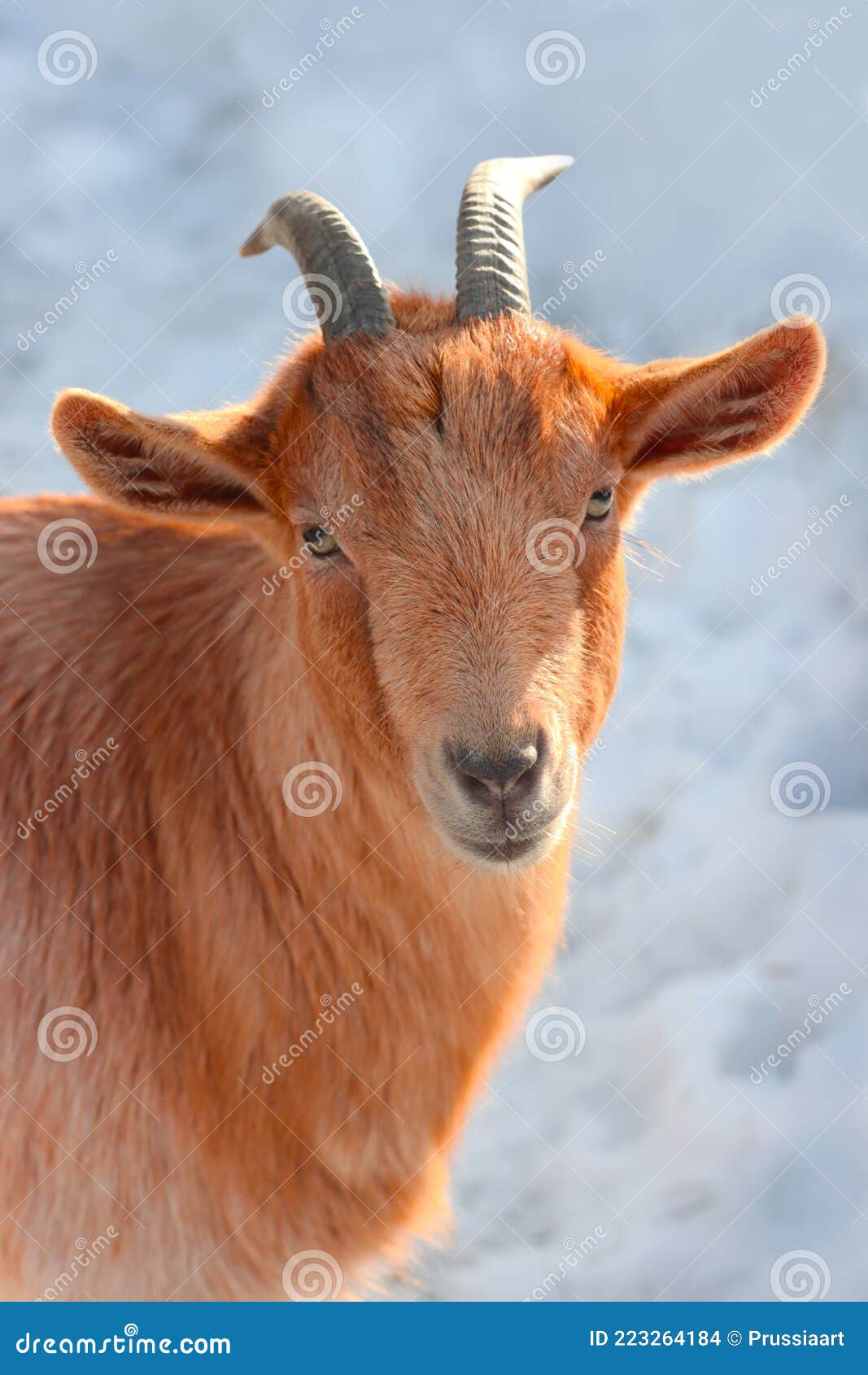 Portrait of a red goat stock photo. Image of goat, wool - 223264184