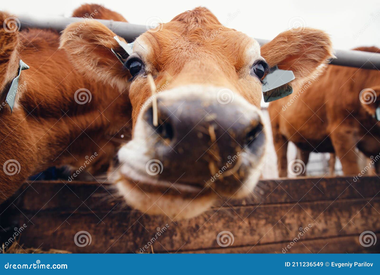 Portrait Of Red Hairy Jersey Smile Cow Funny Face Big Ears Showing Tongue Stock Image Image