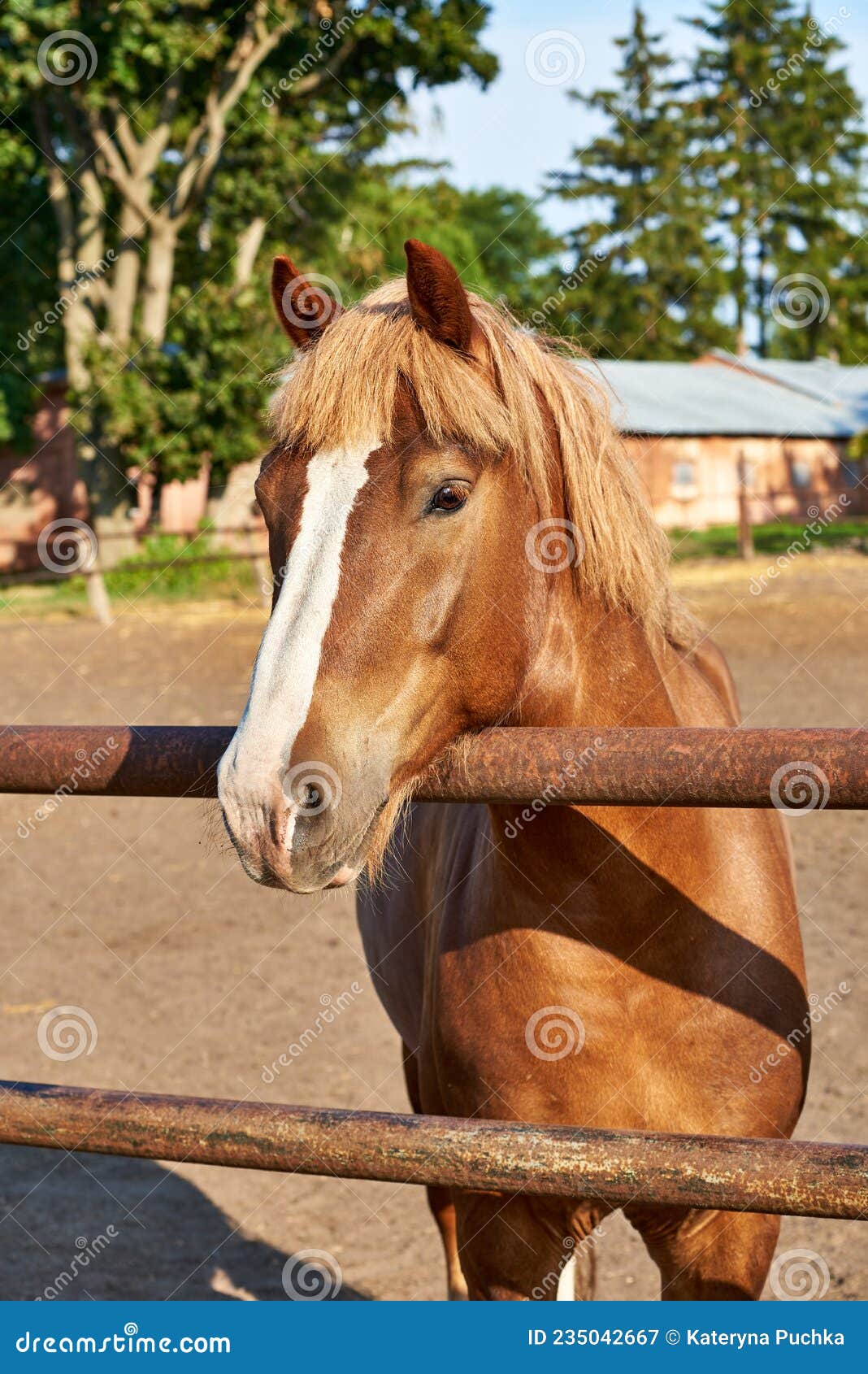 Portrait of a Red Horse of a Heavy Draft Breed with a White Stripe on