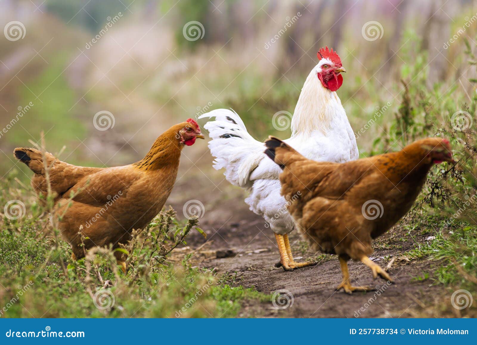 Portrait of the Red Orpington Chicken Hen Nibbling on the Green Grass Street Rural Gallus Domesticus Bird Feeding at the Farm Photo - Image of breed, feather: 257738734