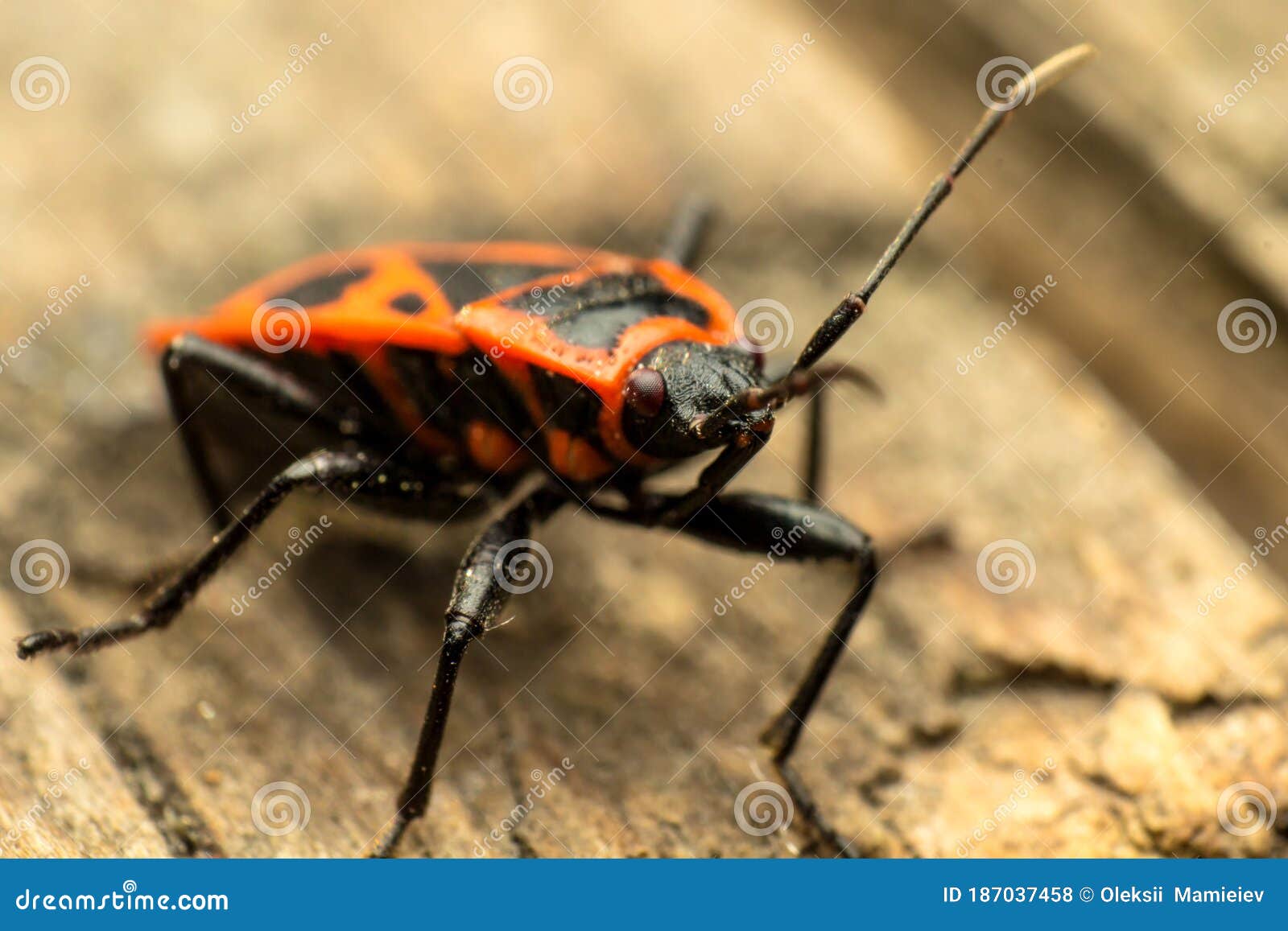 portrait of a redbug soldier, macro, super macro, pyrrhocoris apterus, pyrrhocoridae from squad hemiptera, in natural habitat, on