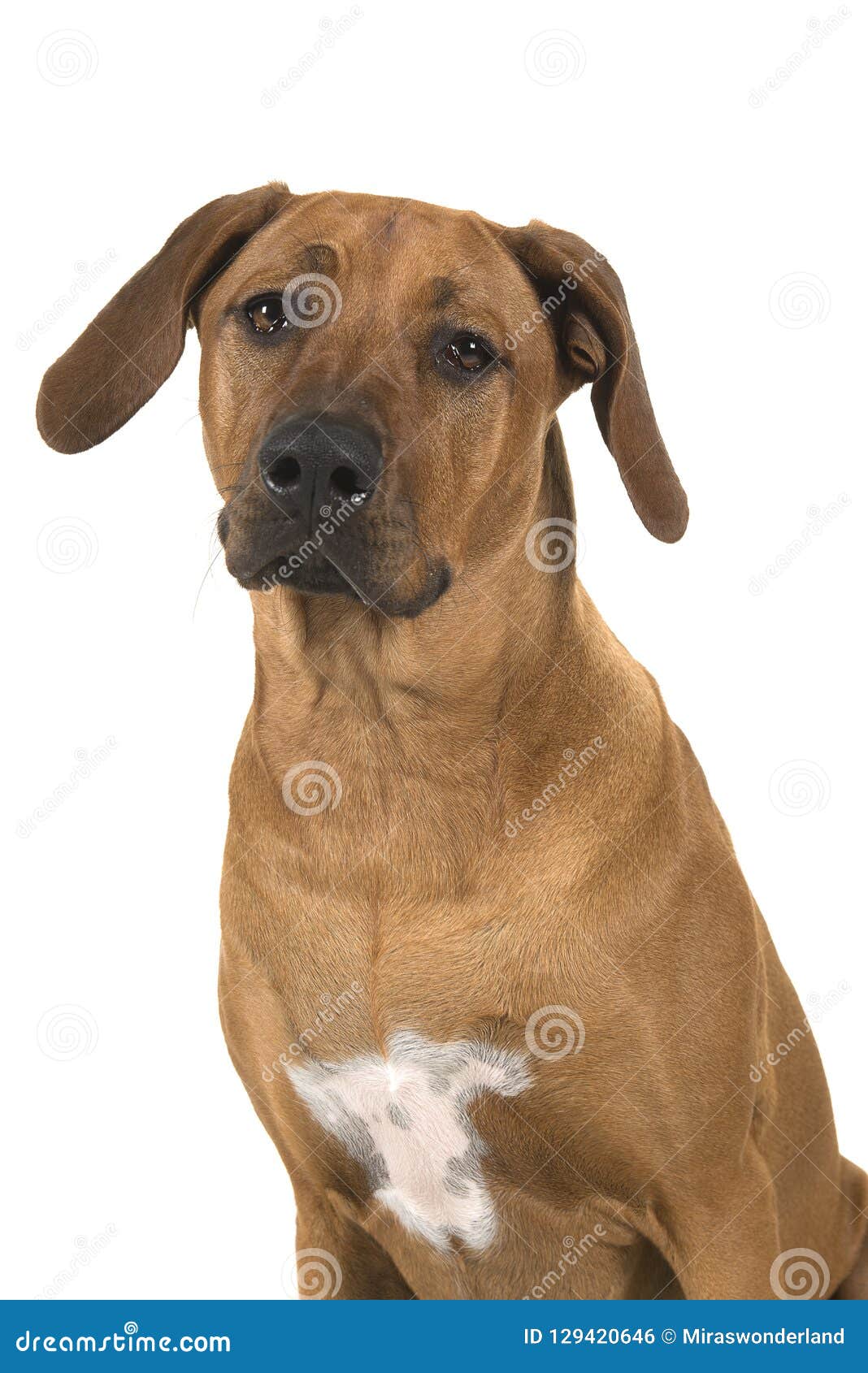 Portrait Of A Rhodesian Ridgeback Dog Isolated On A White Background Stock Photo Image Of Isolated Ridgeback 129420646