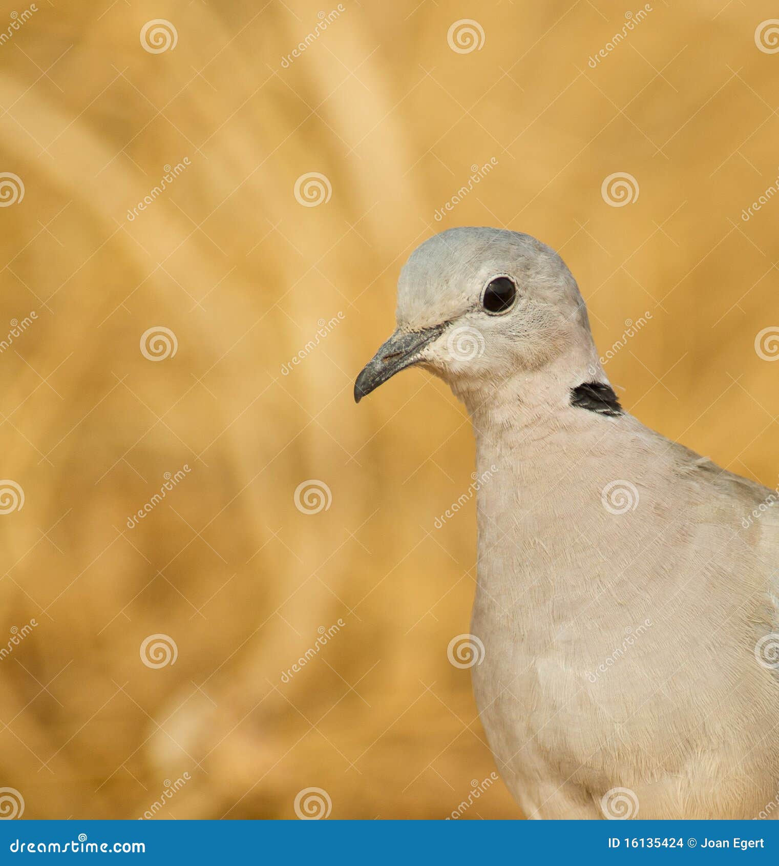 Portrait of Ringnecked Dove Stock Photo Image of necked, close 16135424