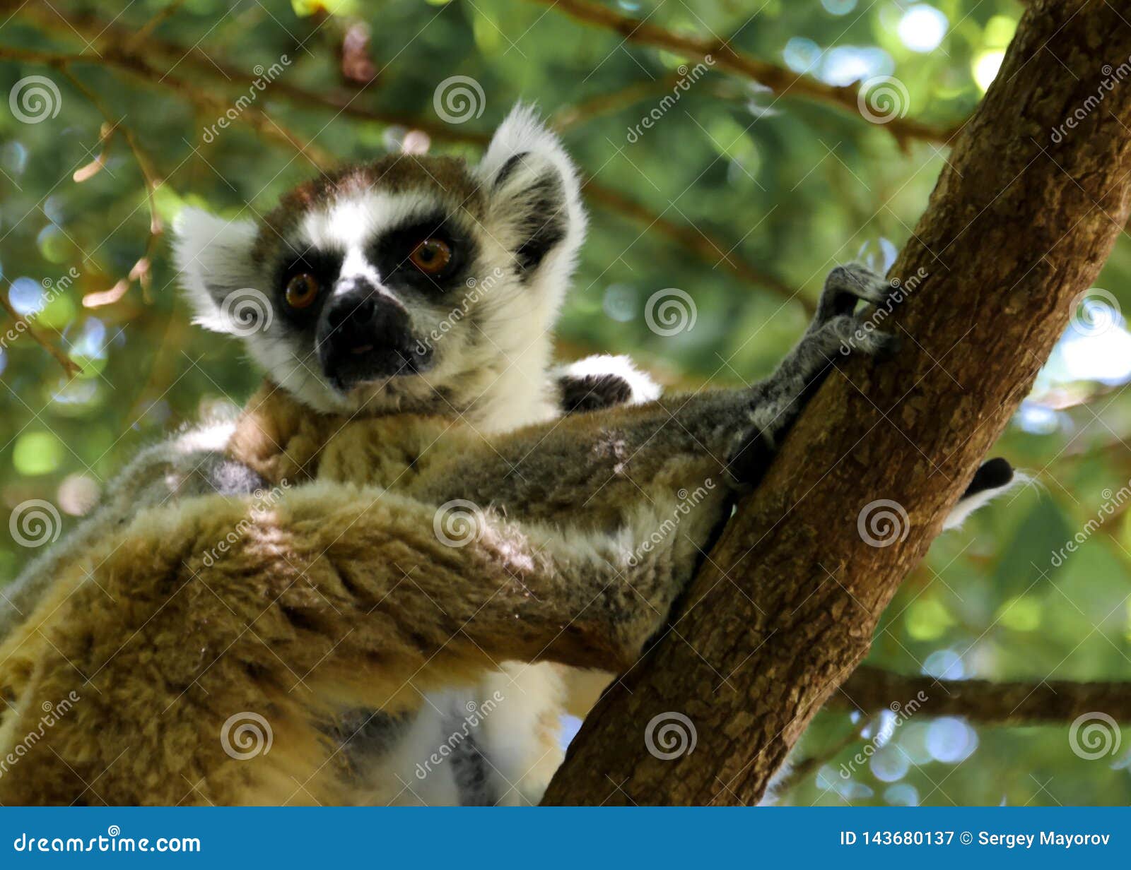 Portrait Of The Ring Tailed Lemur Lemur Catta Aka King Julien In