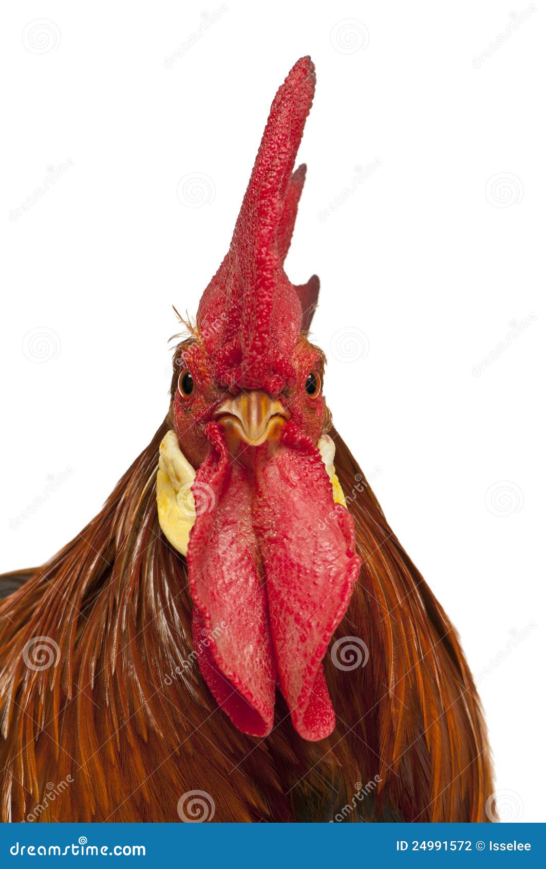 Portrait Of A Rooster RoyaltyFree Stock Photo