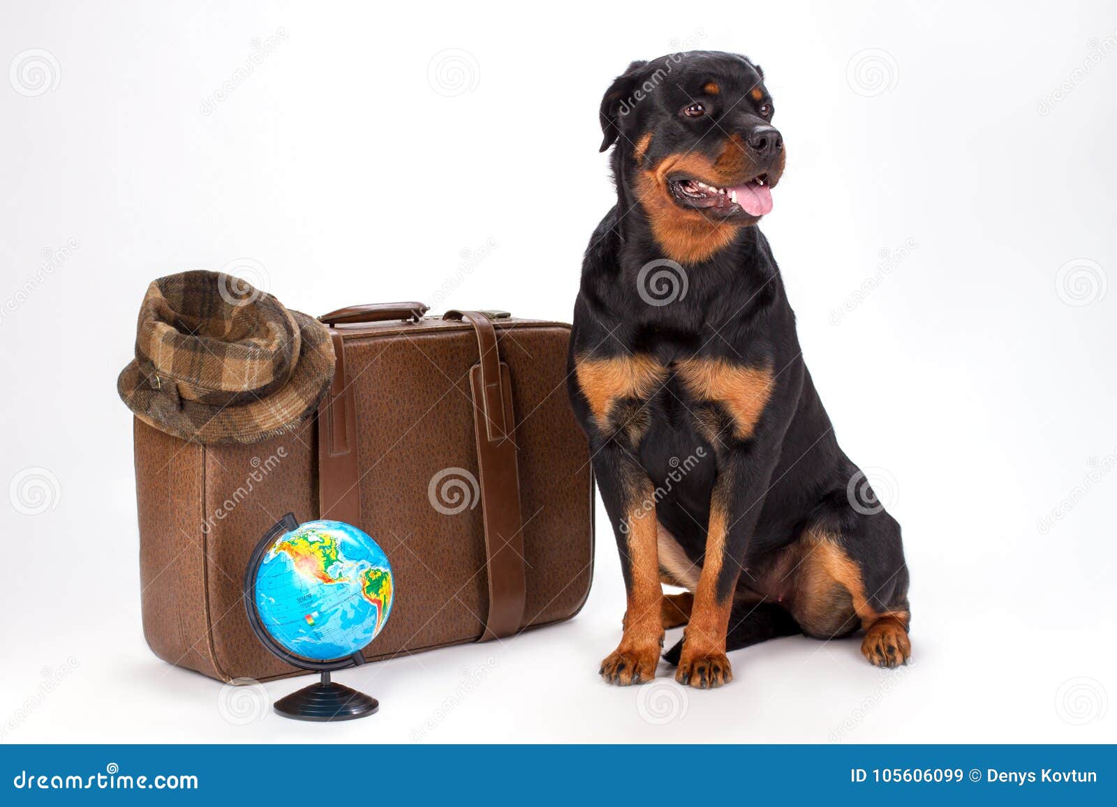 portrait of rottweiler dog and travelling accessories.