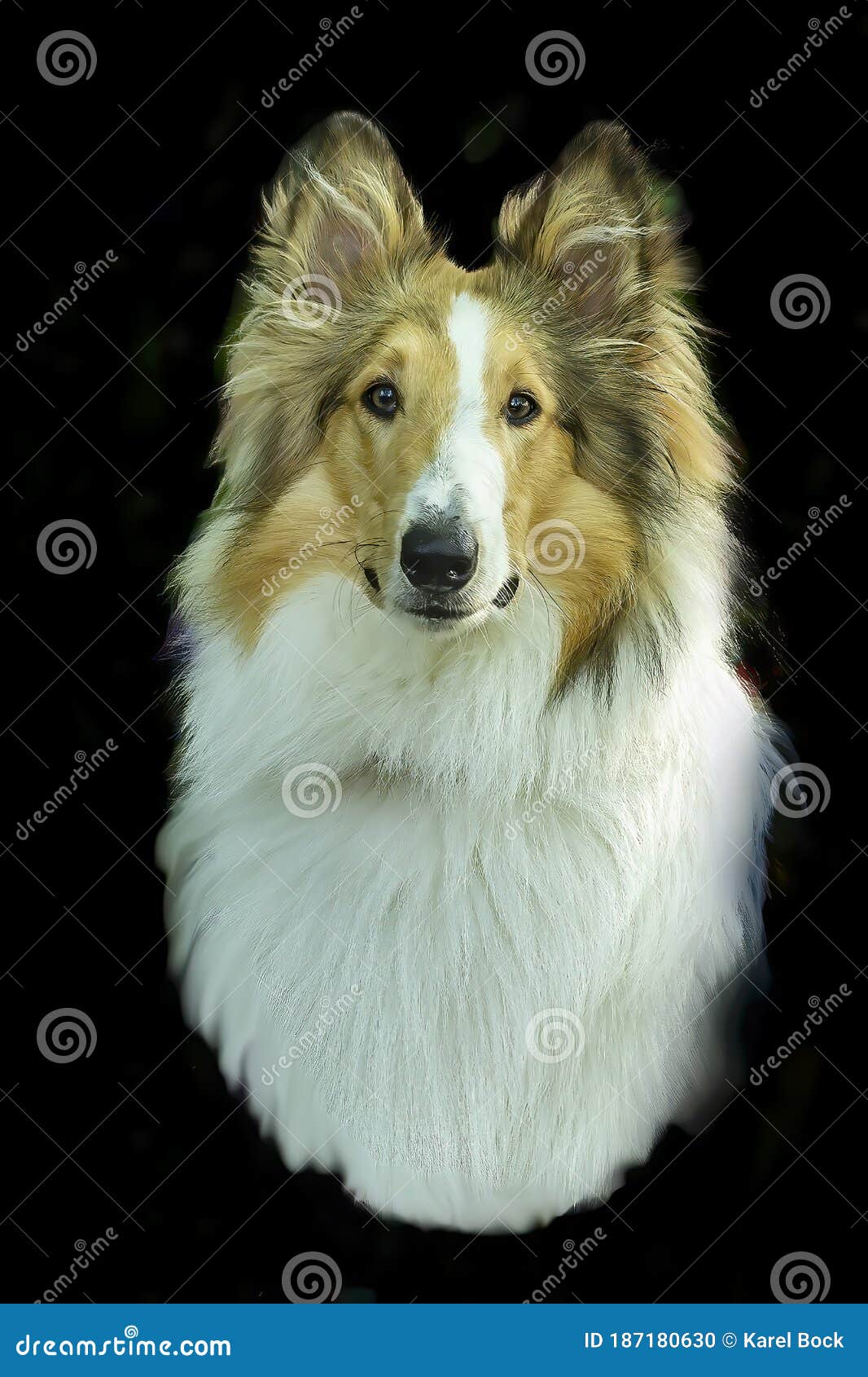 Lassie dog sitting stock image. Image of female, dogs - 70737099