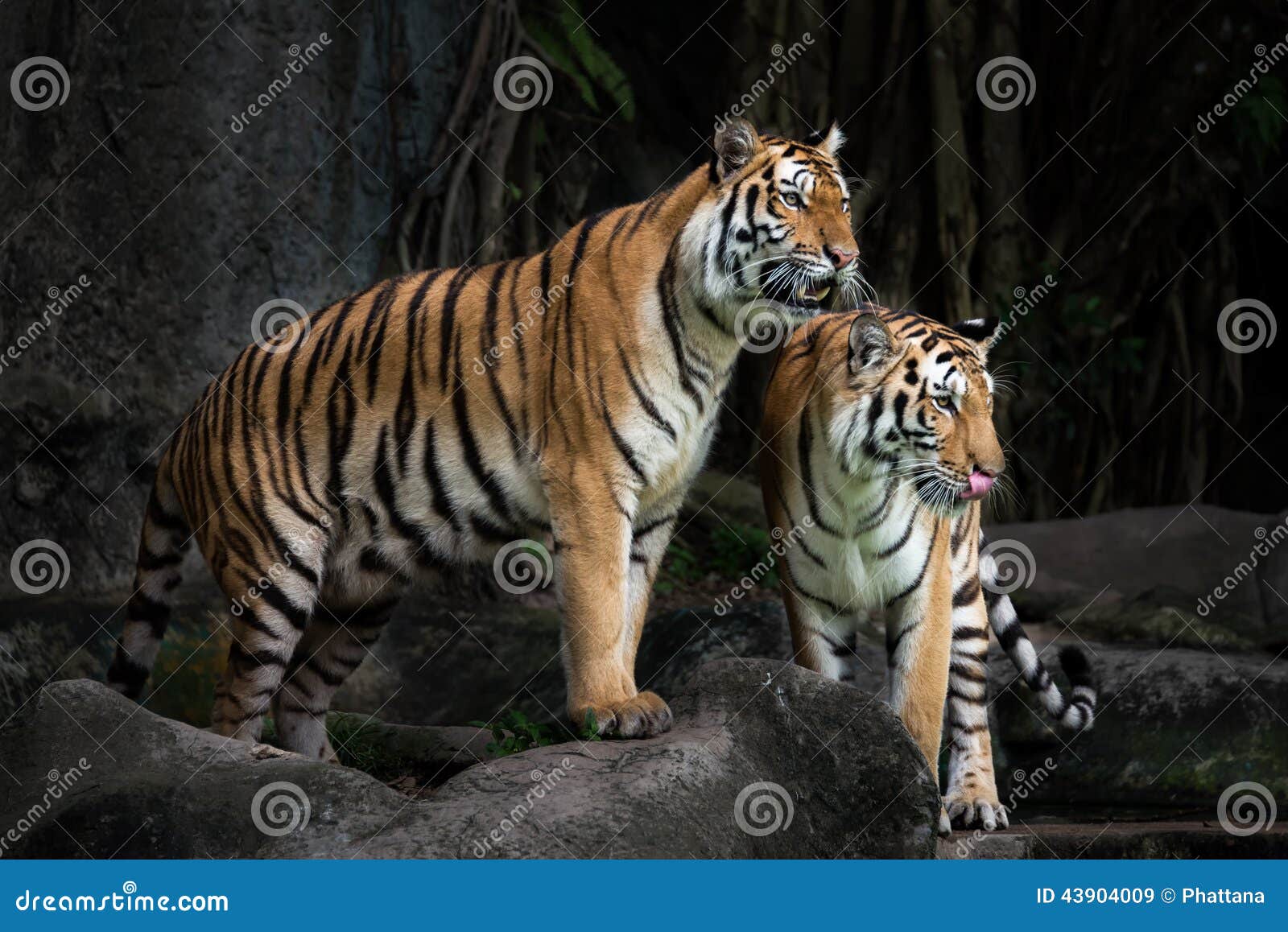 Royal Bengal Tiger Royalty-Free Stock Photography | CartoonDealer.com ...