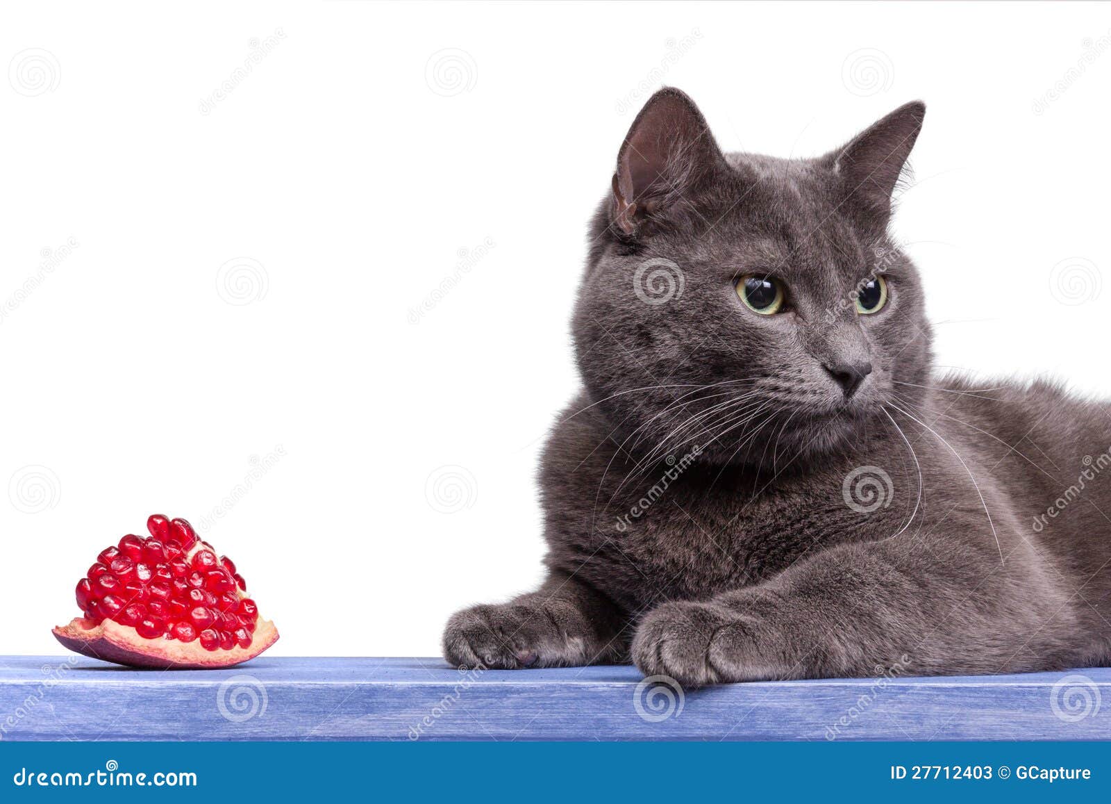 Portrait of Russian Blue Cat on Blue Wooden Board Stock Image - Image ...