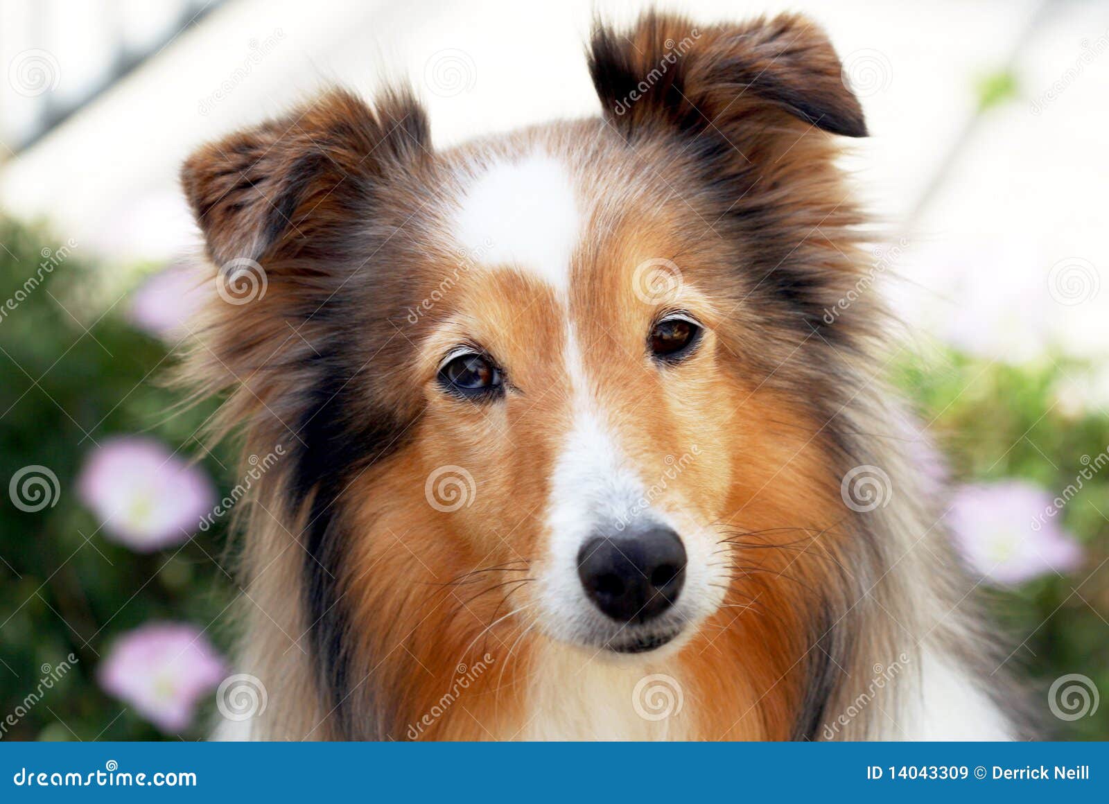 a portrait of a sable shetland sheepdog