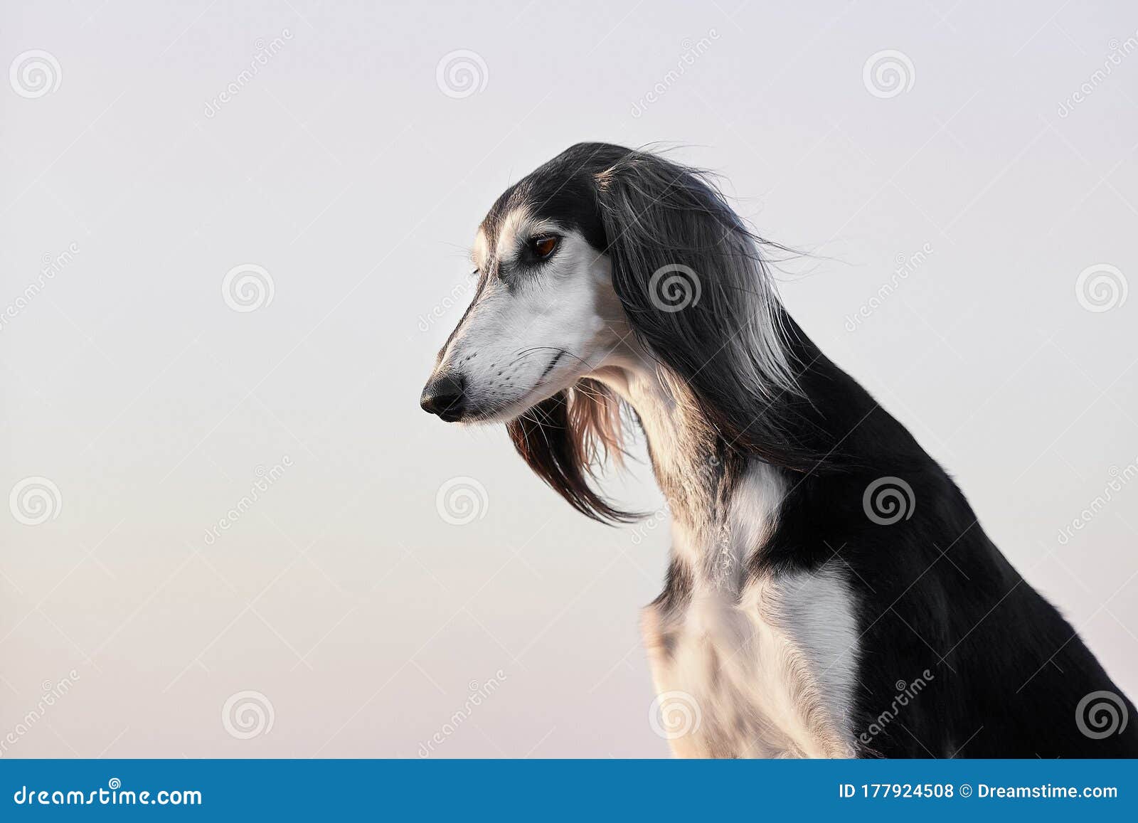 portrait of saluki black dog breed at naturales