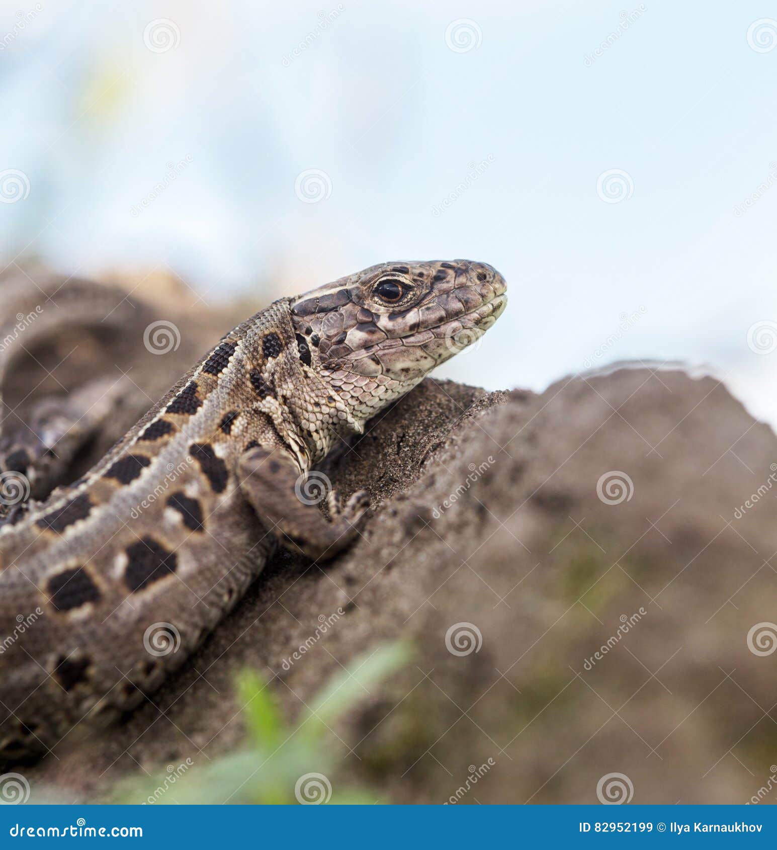 Portrait of sand lizard. Macro sand lizard shot with natural background