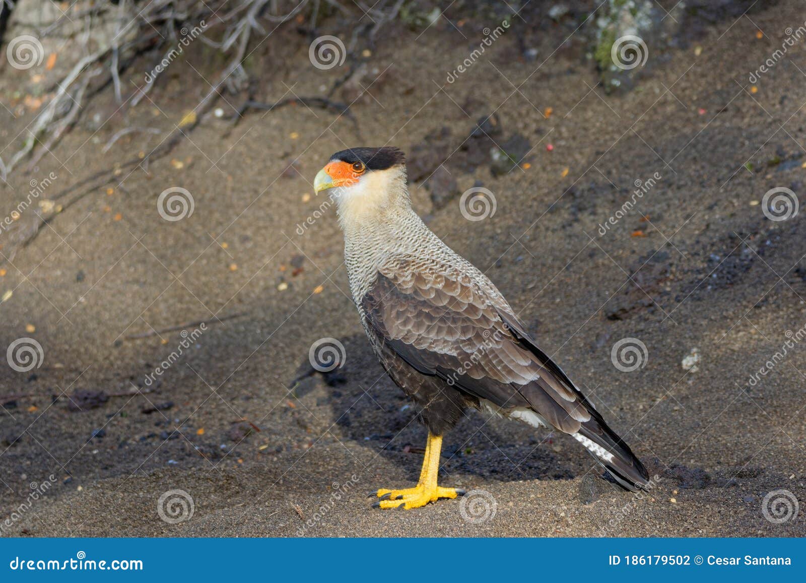 portrait of scavenger bird, known as caracara