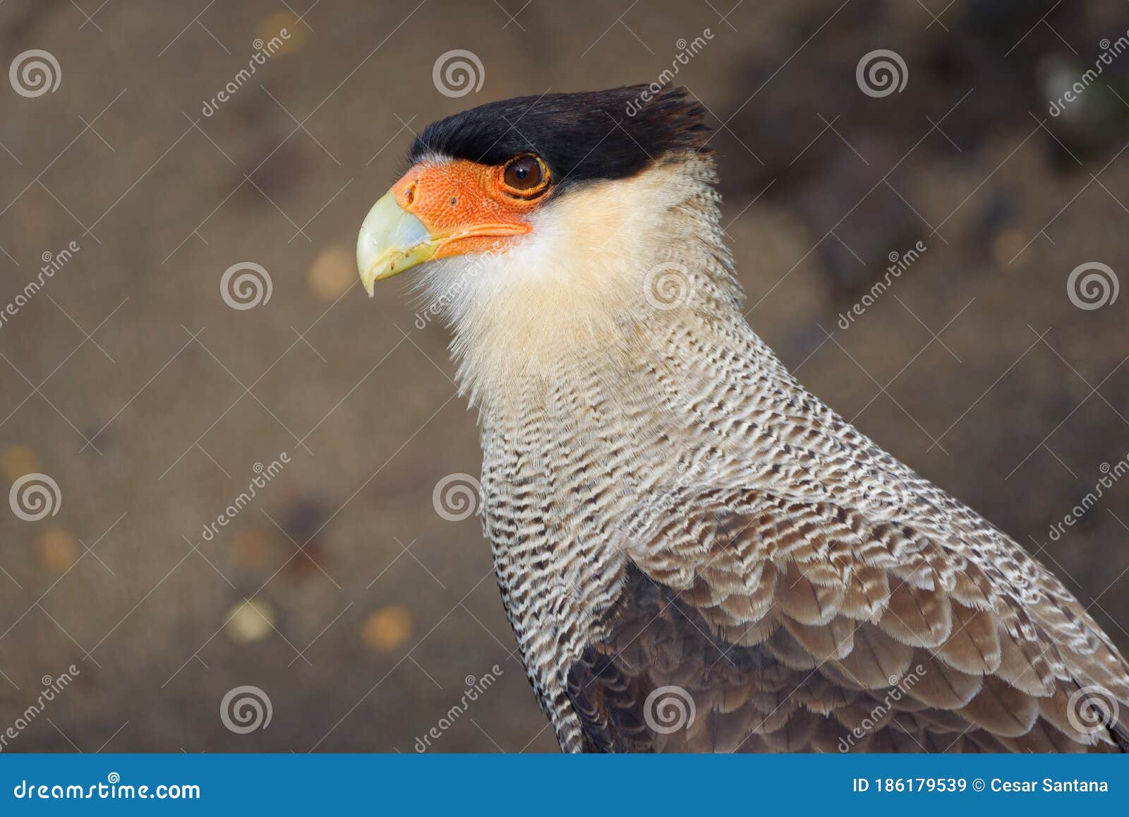 portrait of scavenger bird, known as caracara