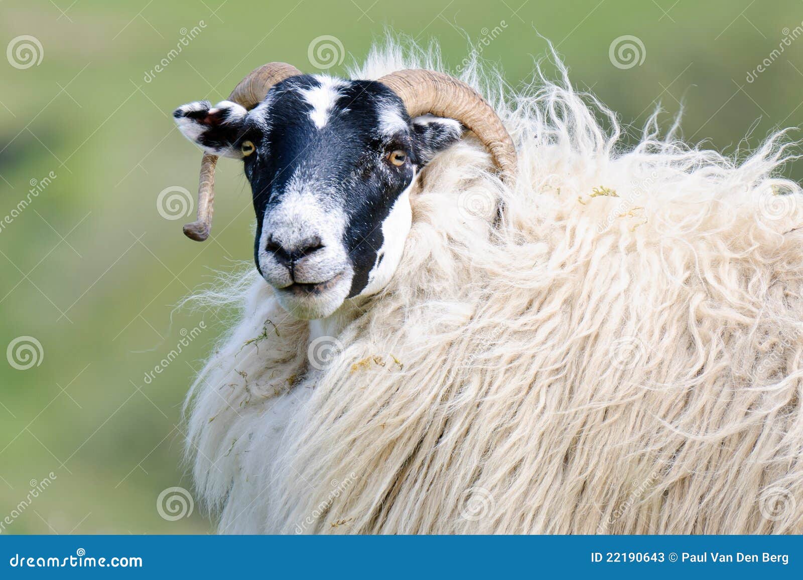 Portrait of a Scottish Blackface Sheep, Scotland Stock Image Image of