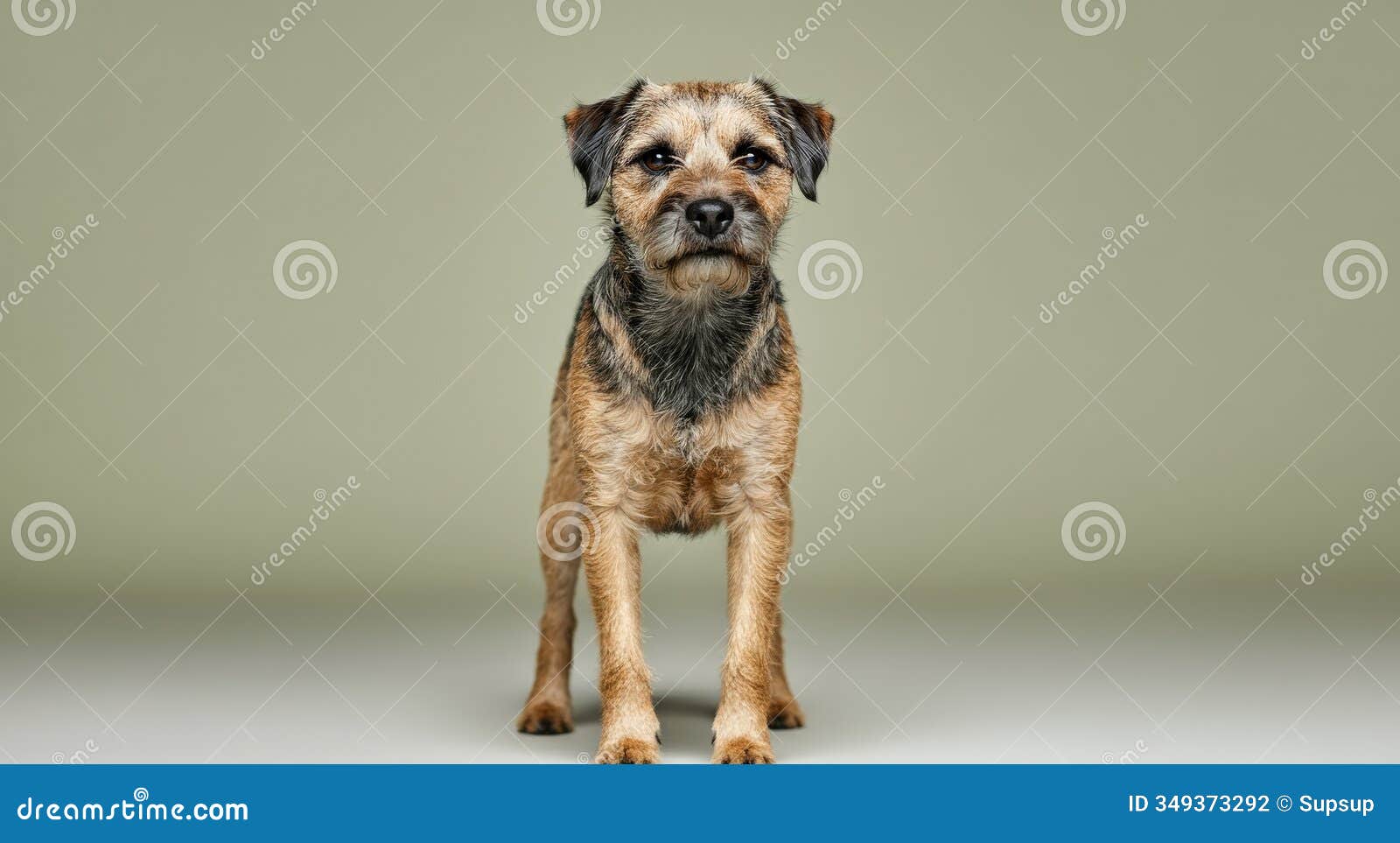 adorable scruffy dog portrait against minimalist background