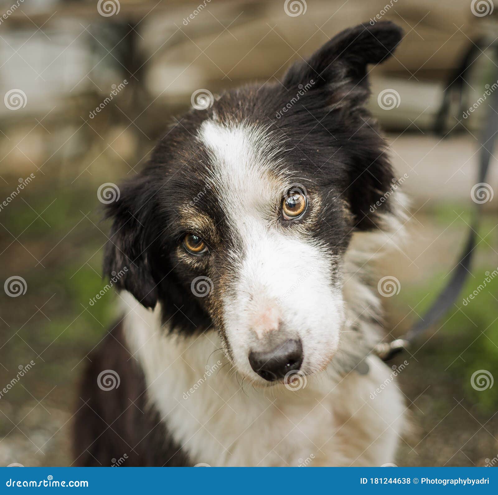 All Border Collie Rescue, Border Collie Rescue