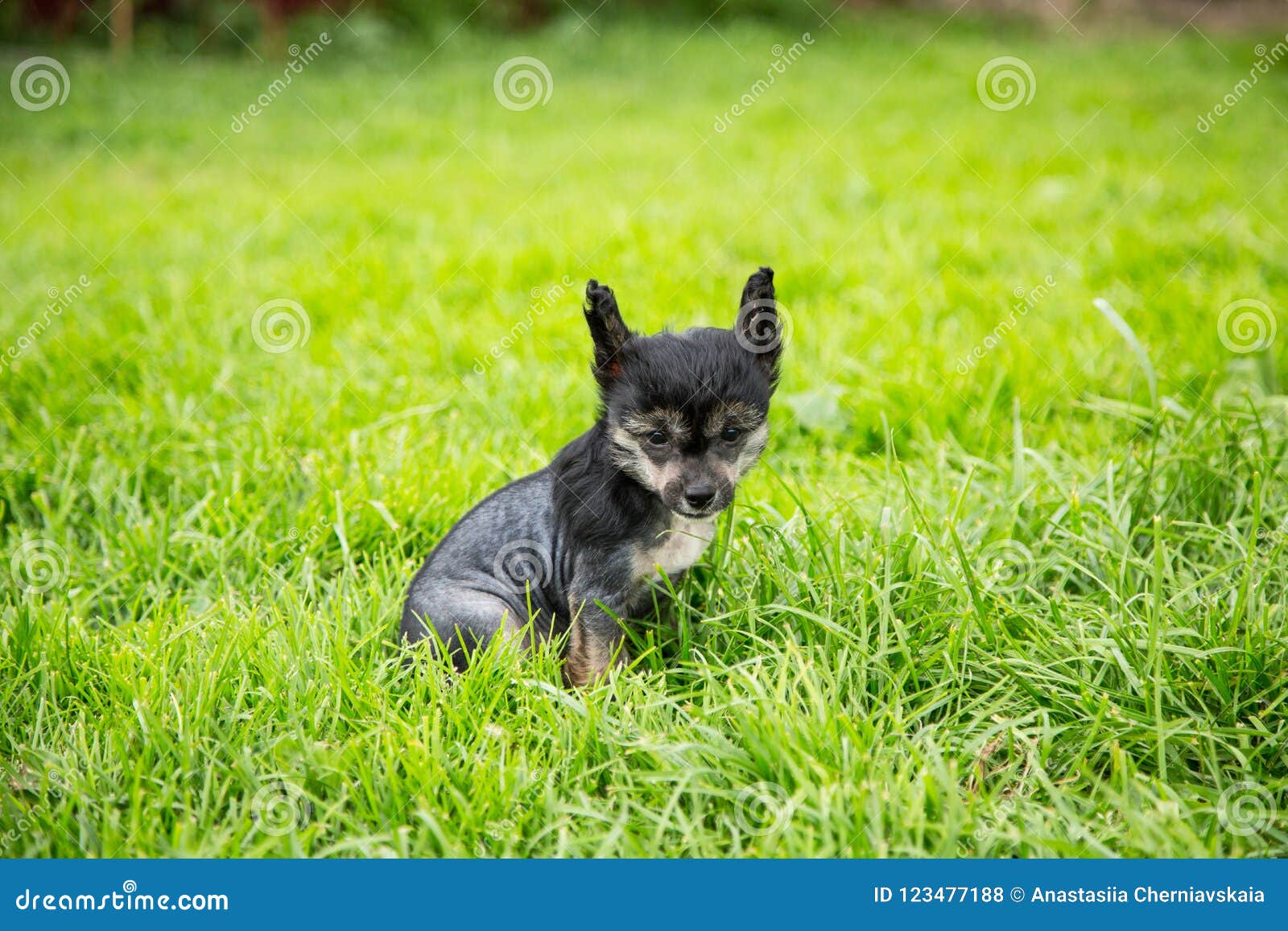 Portrait Of Black Hairless Puppy Breed Chinese Crested Dog Sitting In The Green Grass On Summer Day Stock Photo Image Of Puff Puppy 123477188