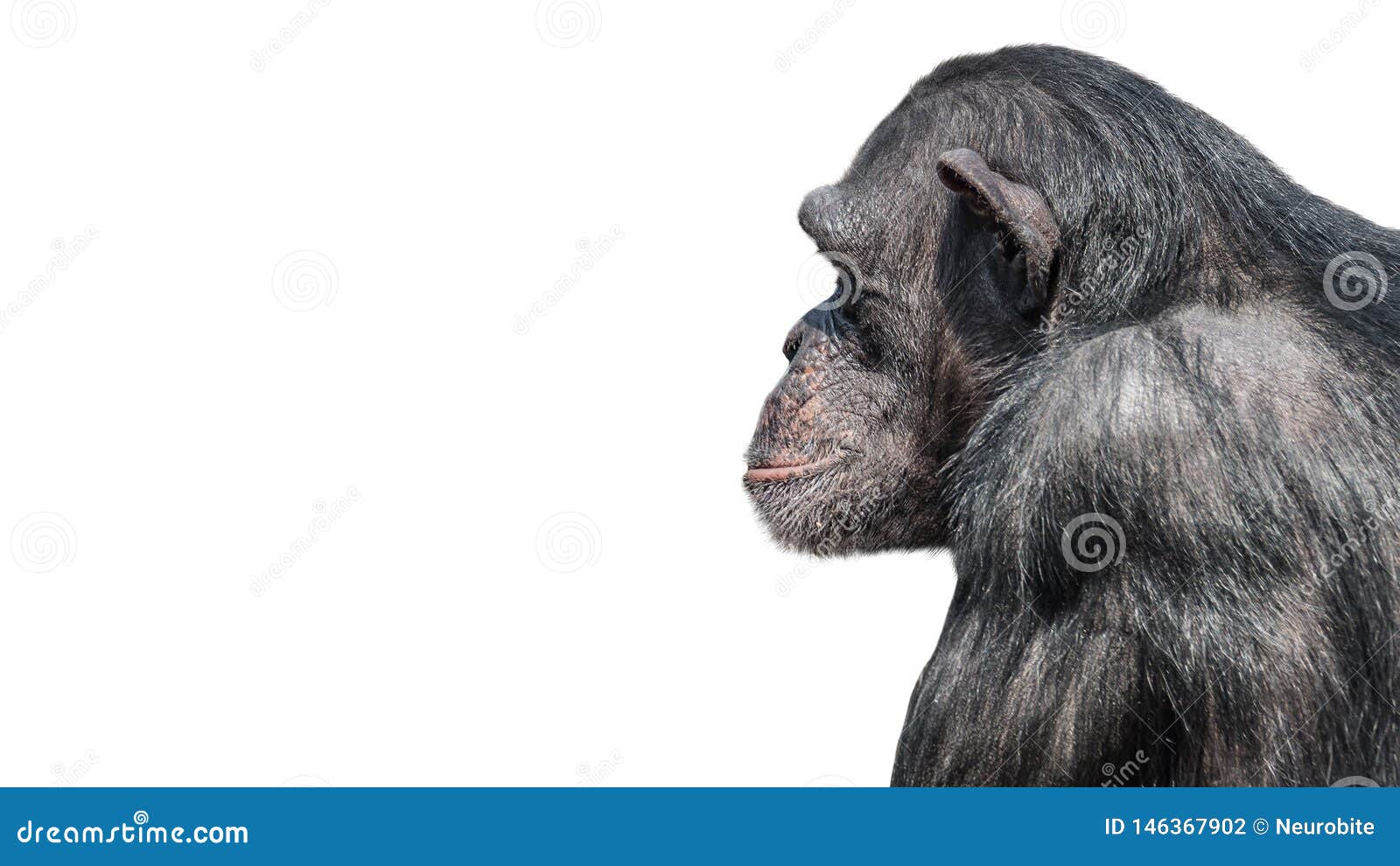 chimpanzee face front view chimpanzee face front view
