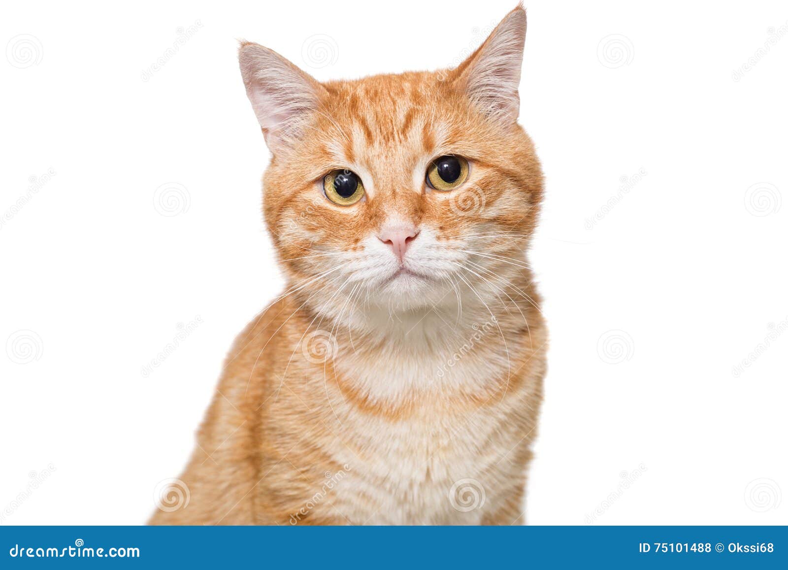 Portrait of a Serious Orange Cat Stock Photo Image of mustache, head