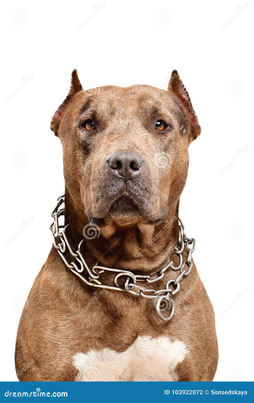 portrait of a serious pit bull dog