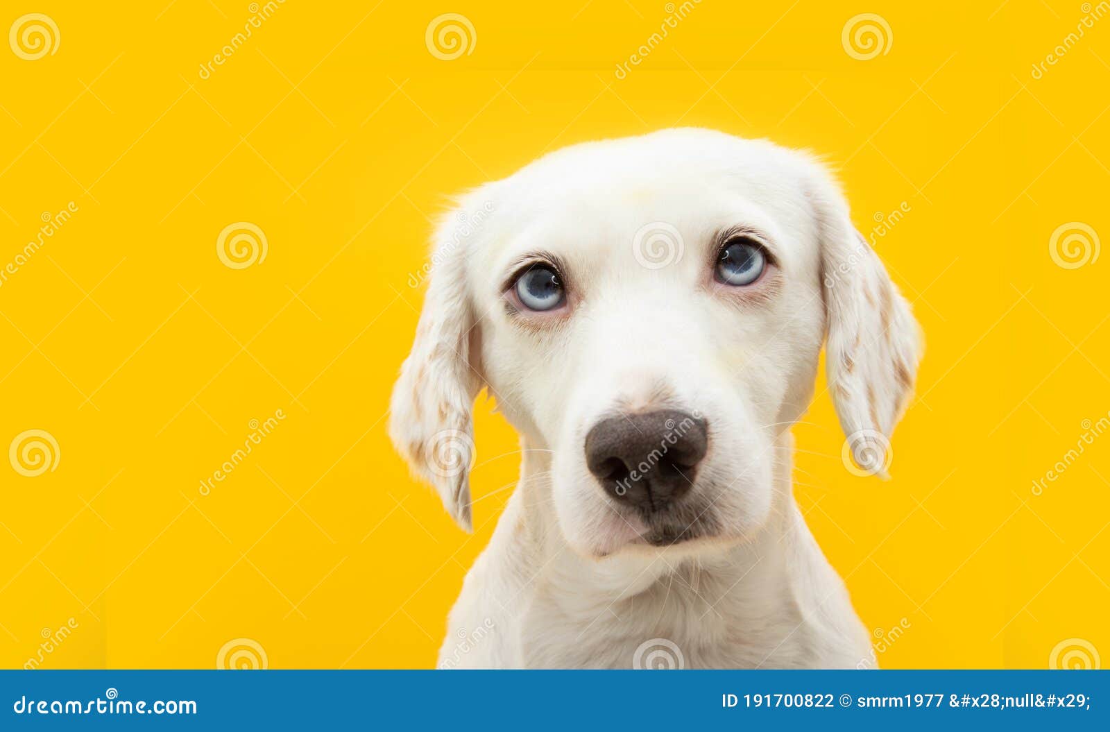 Portrait Serious Puppy Dog. Isolated on Yellow Background Stock Photo