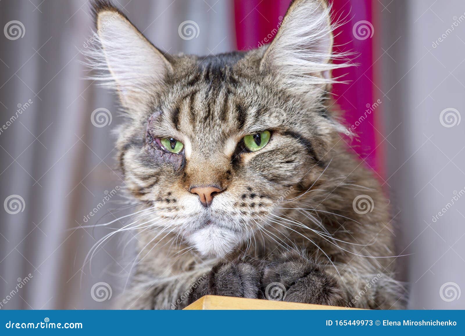 Portrait Serre De La Race De Cones Du Chat Principal Avec Chirurgie A L Oeil Entropion Processus De Recuperation Bon Resultat Image Stock Image Du Visage Maine