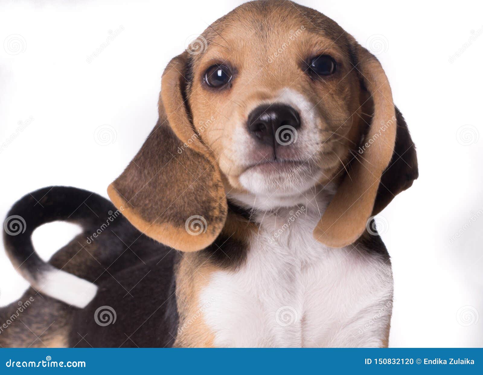 Portrait Serre Du Chiot De Chien Beagle Regardant La Camera Avec La Queue Blanche Photo Stock Image Du Poilu Isolement