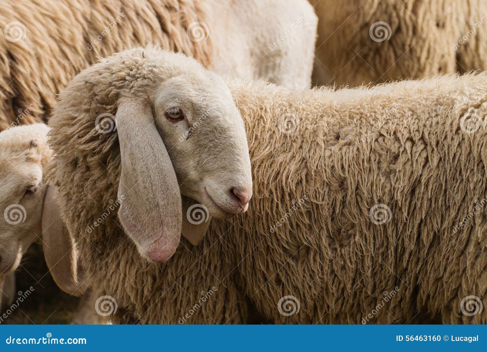 Portrait of a Sheep with Long Ears Stock Photo Image of horizontal